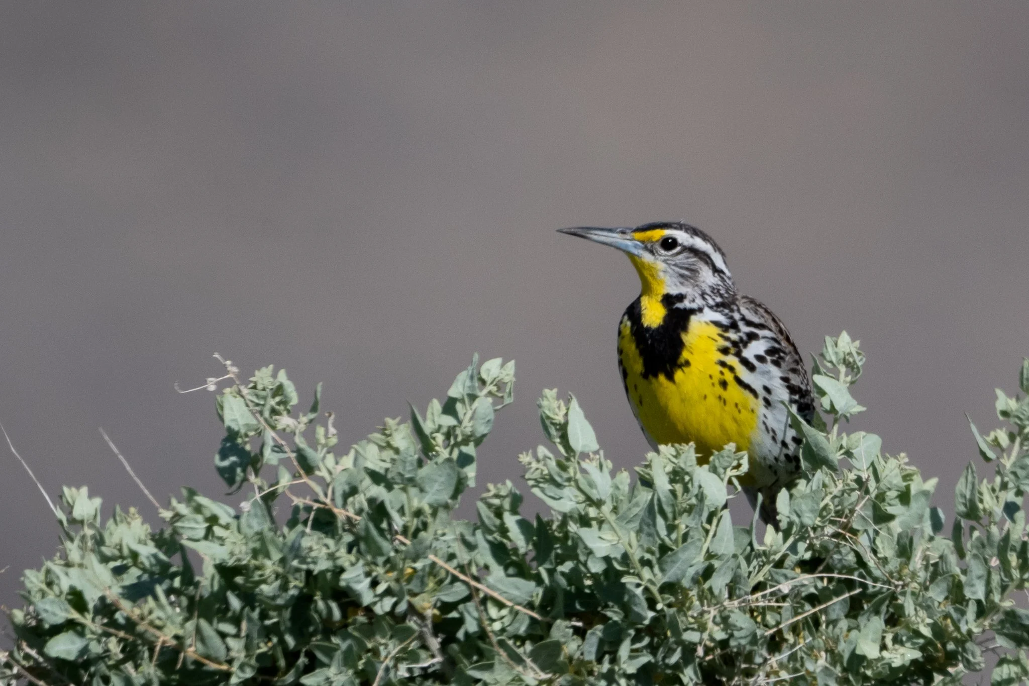 WEME_20250523_Bonham Ranch, NV-4.jpg