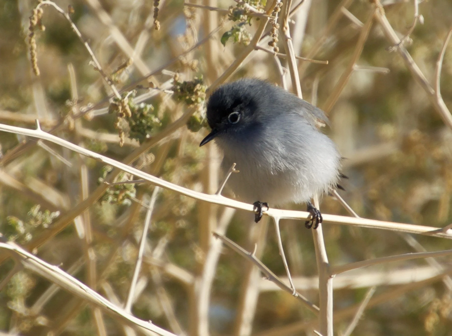 BTGN_LVWash_20220107 - 4.jpeg