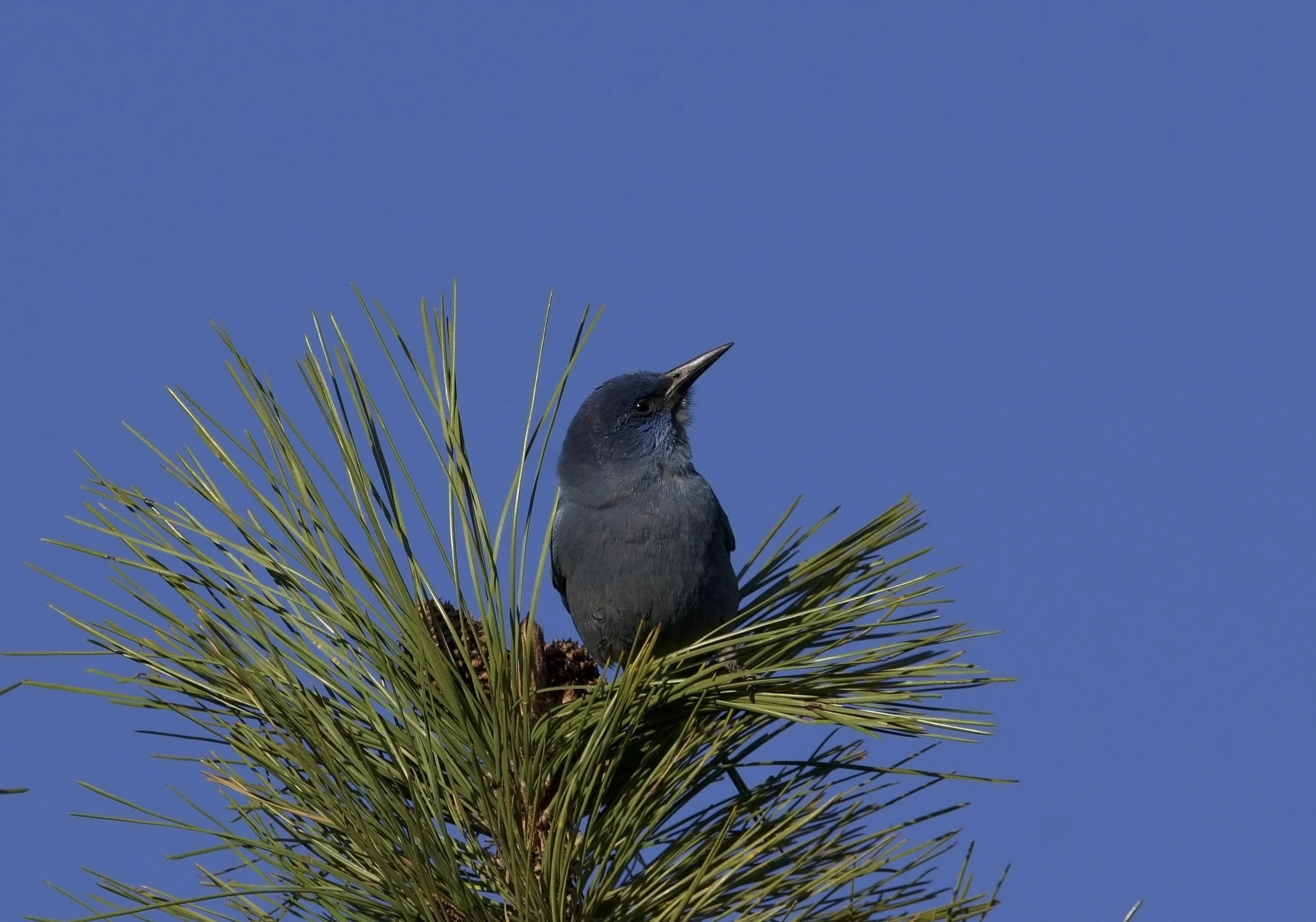 Pinyon Jay