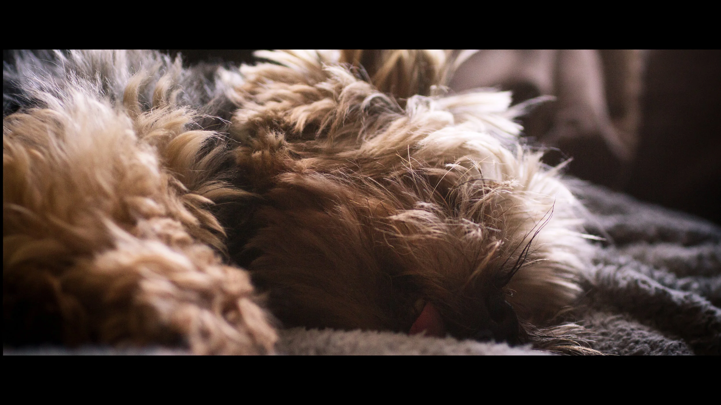 Dog Tired