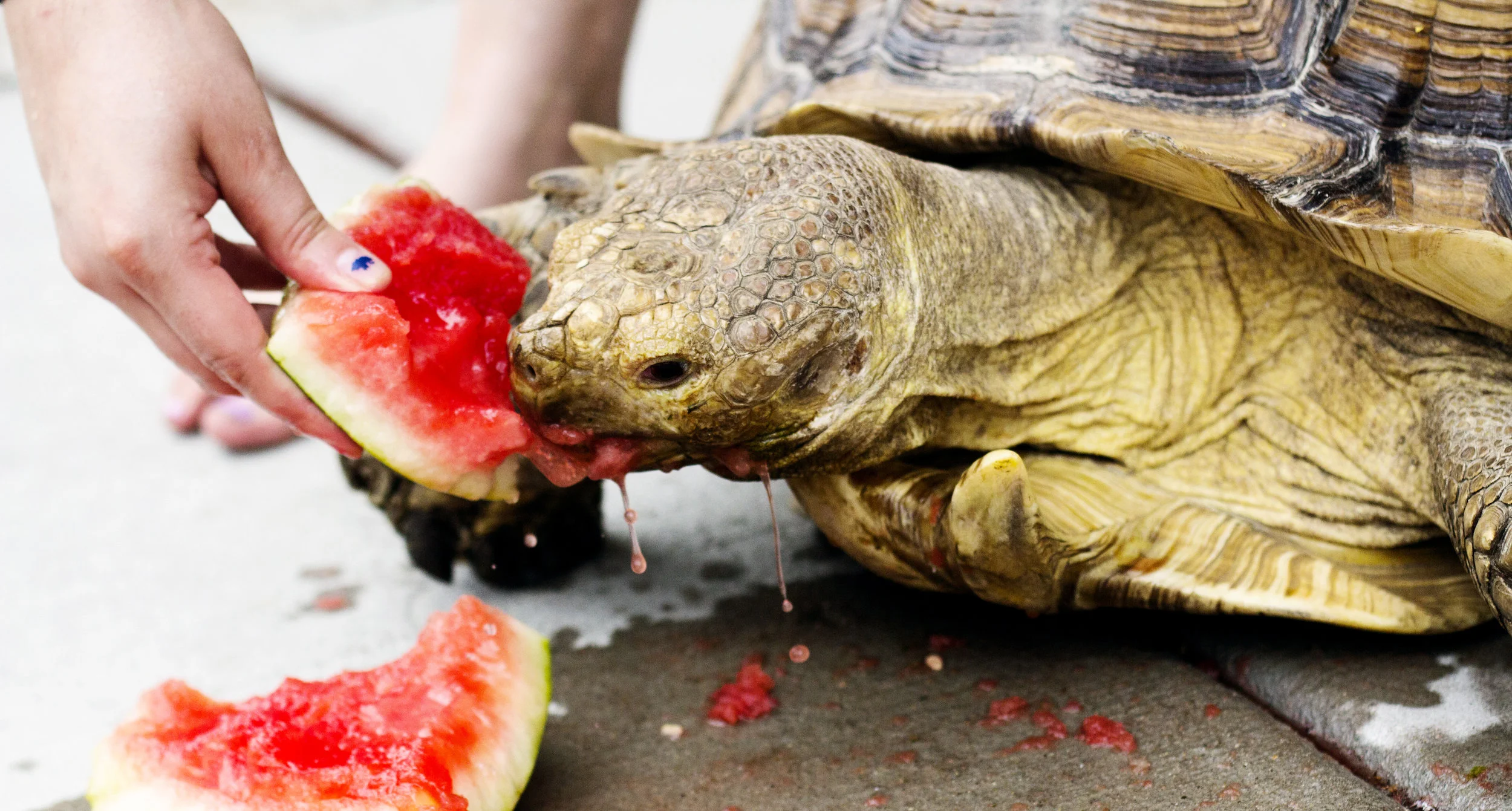 Tilk the Turtle