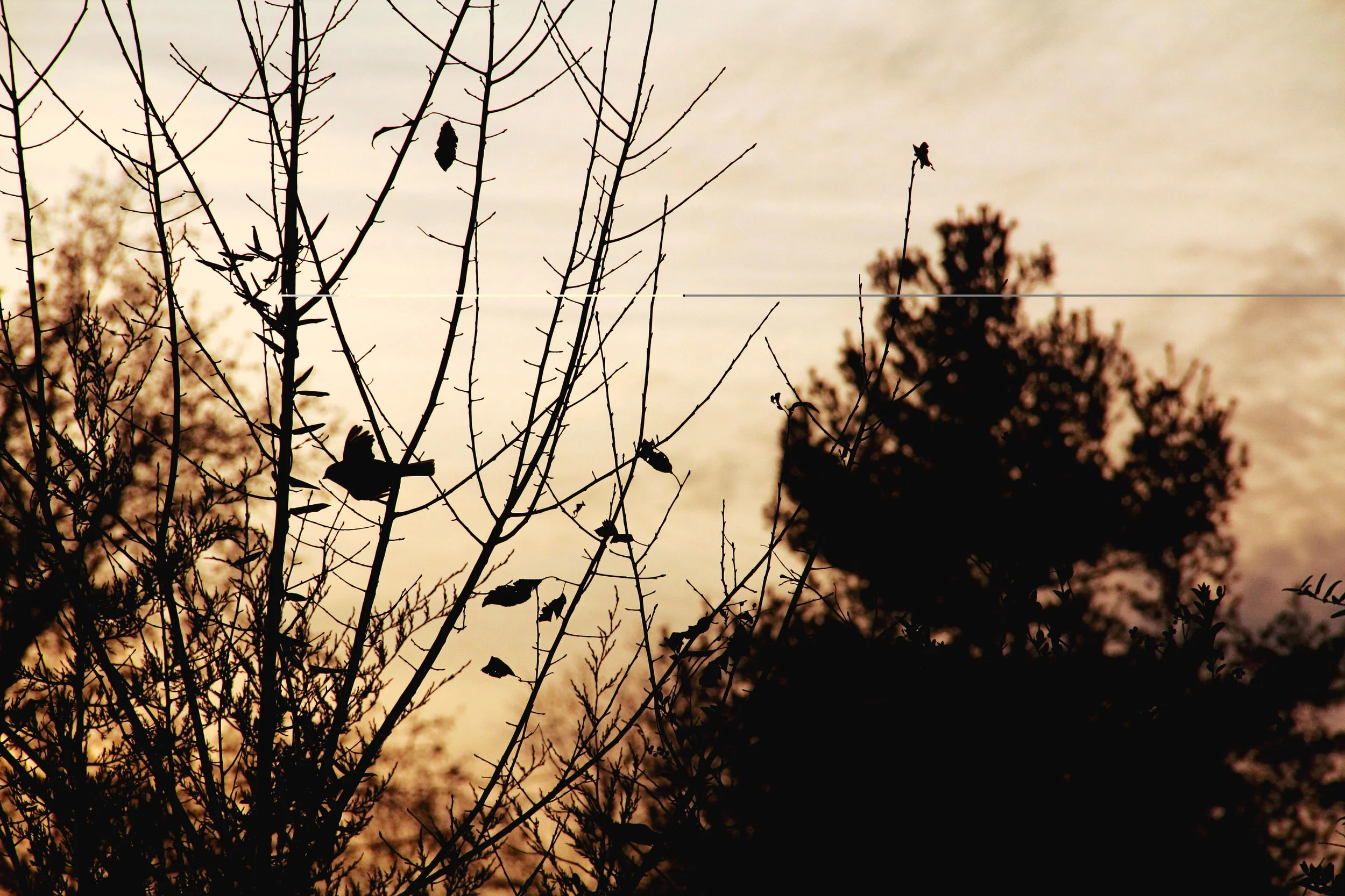 Shadow of the Bird.jpg