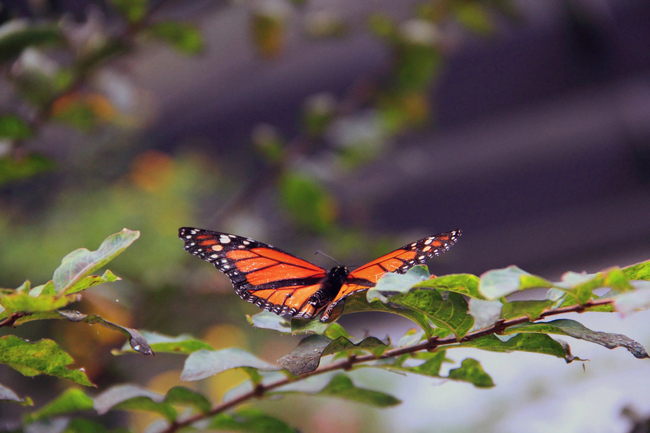 Butterfly.jpg