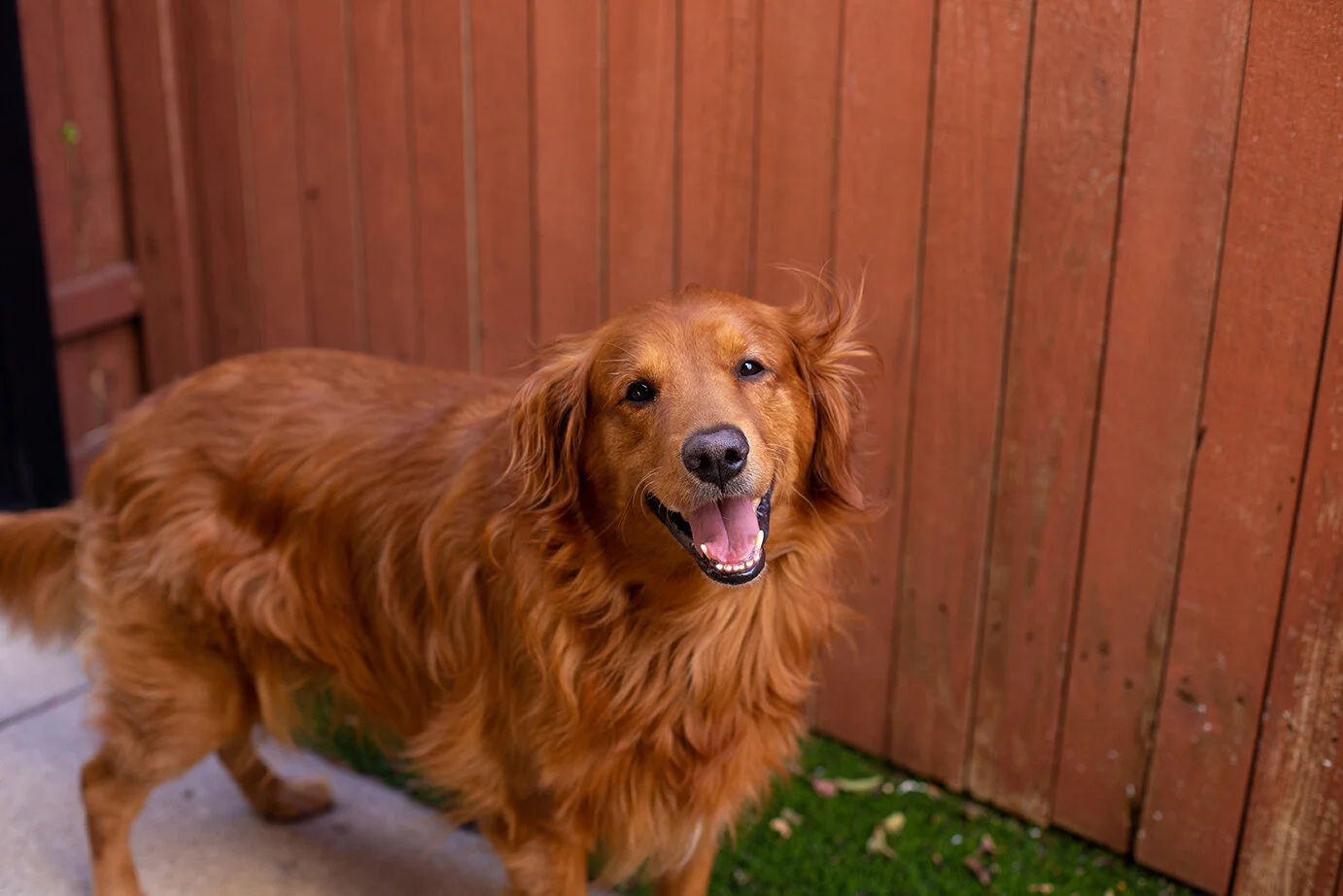 Dogs_Oct_2019-22 WebRes.jpg