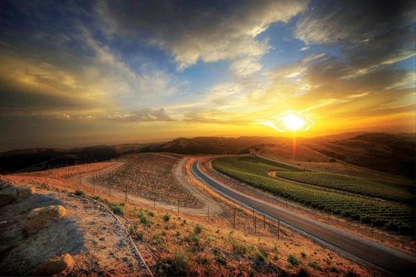 Bitter Sweet: Paso Robles Wine Country