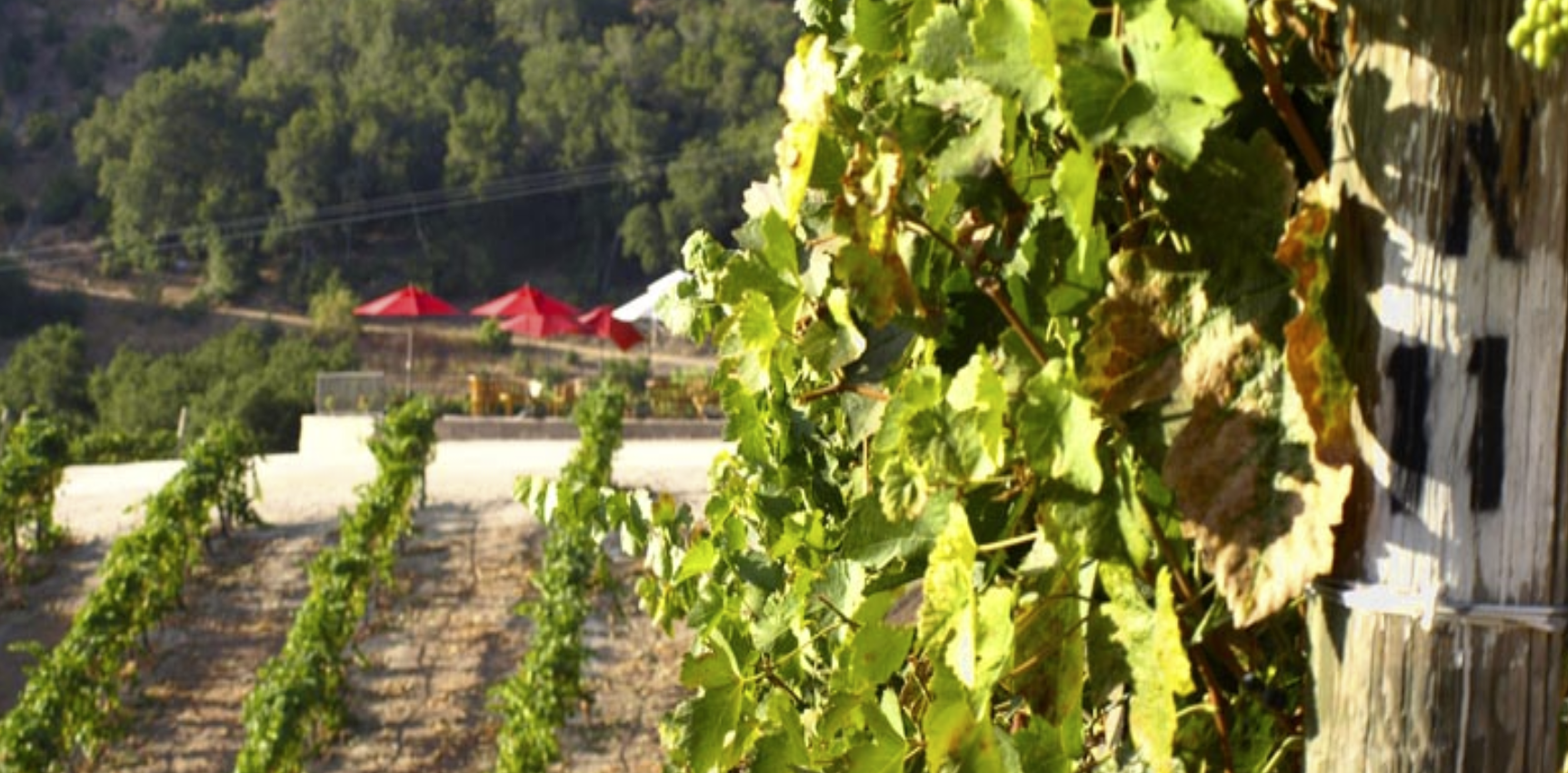  Wine Tasting in Paso Robles 