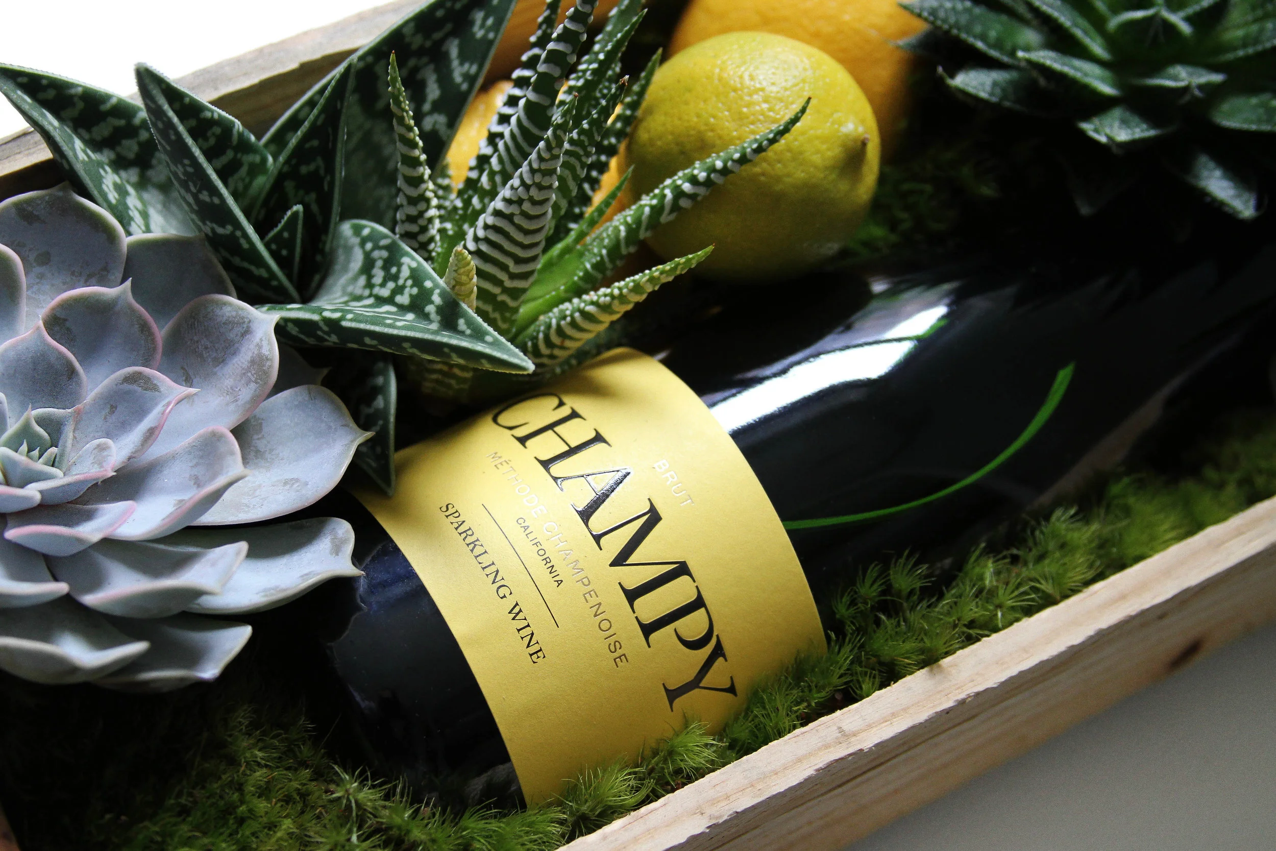 Champy Box.jpg