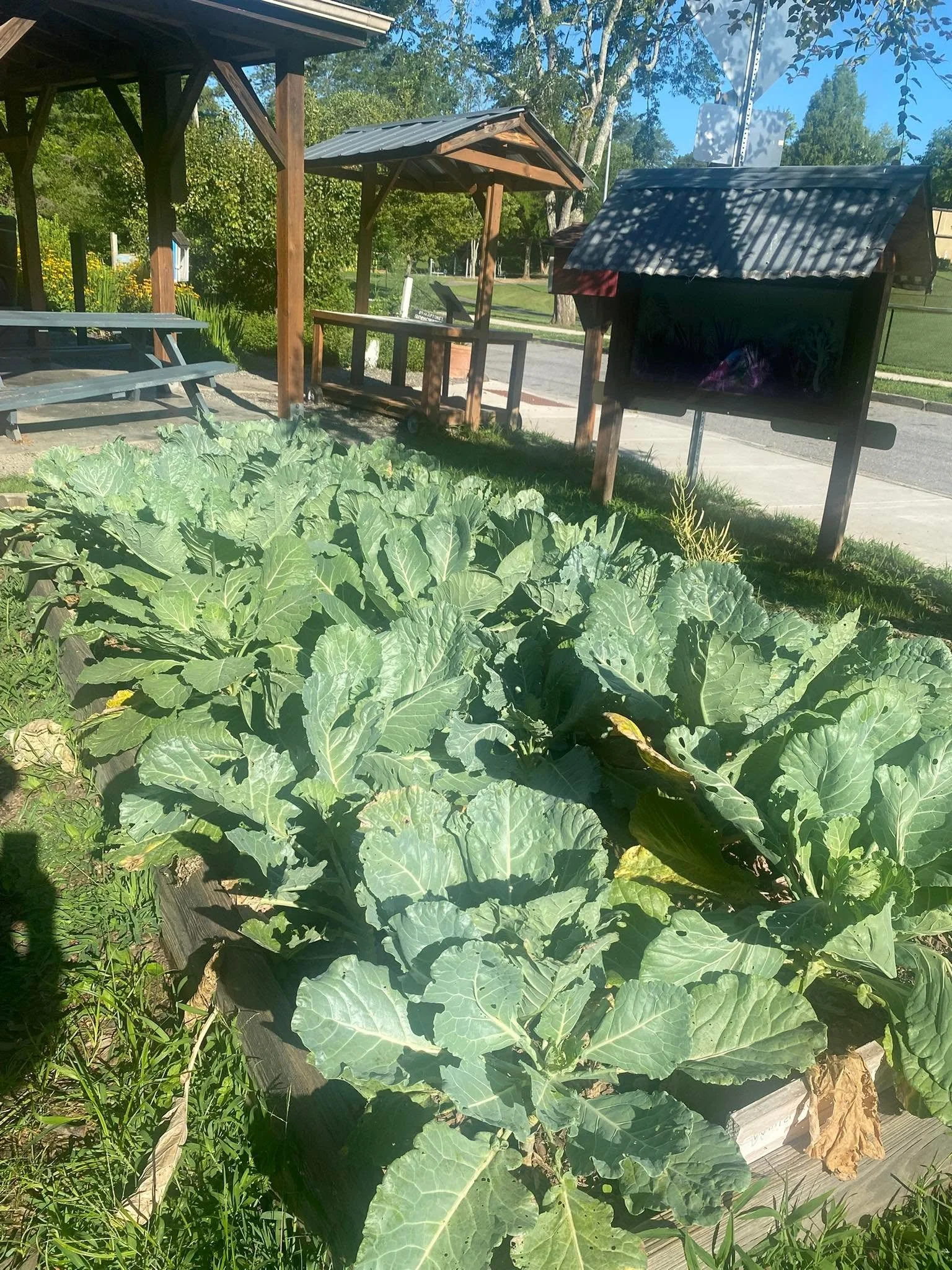 cabbage.jpg