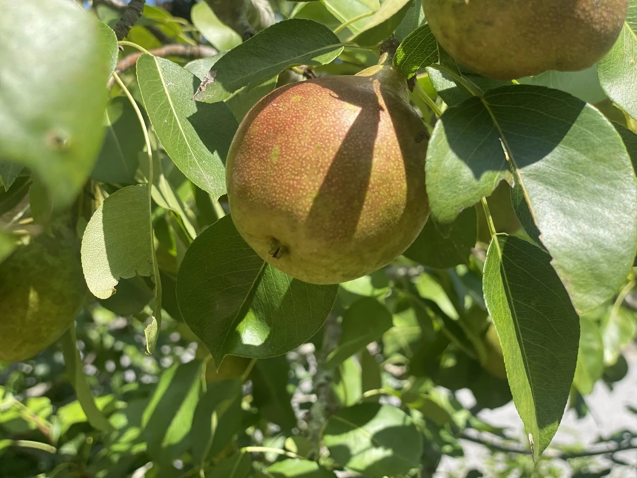 pear.jpg