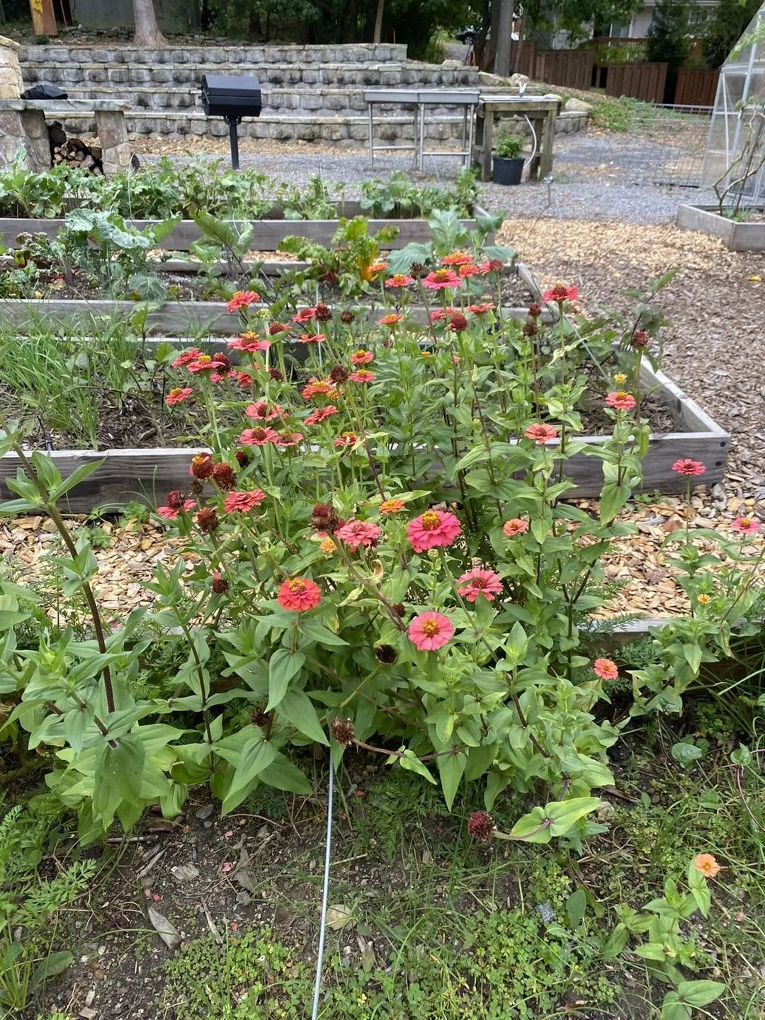 zinnias.jpg