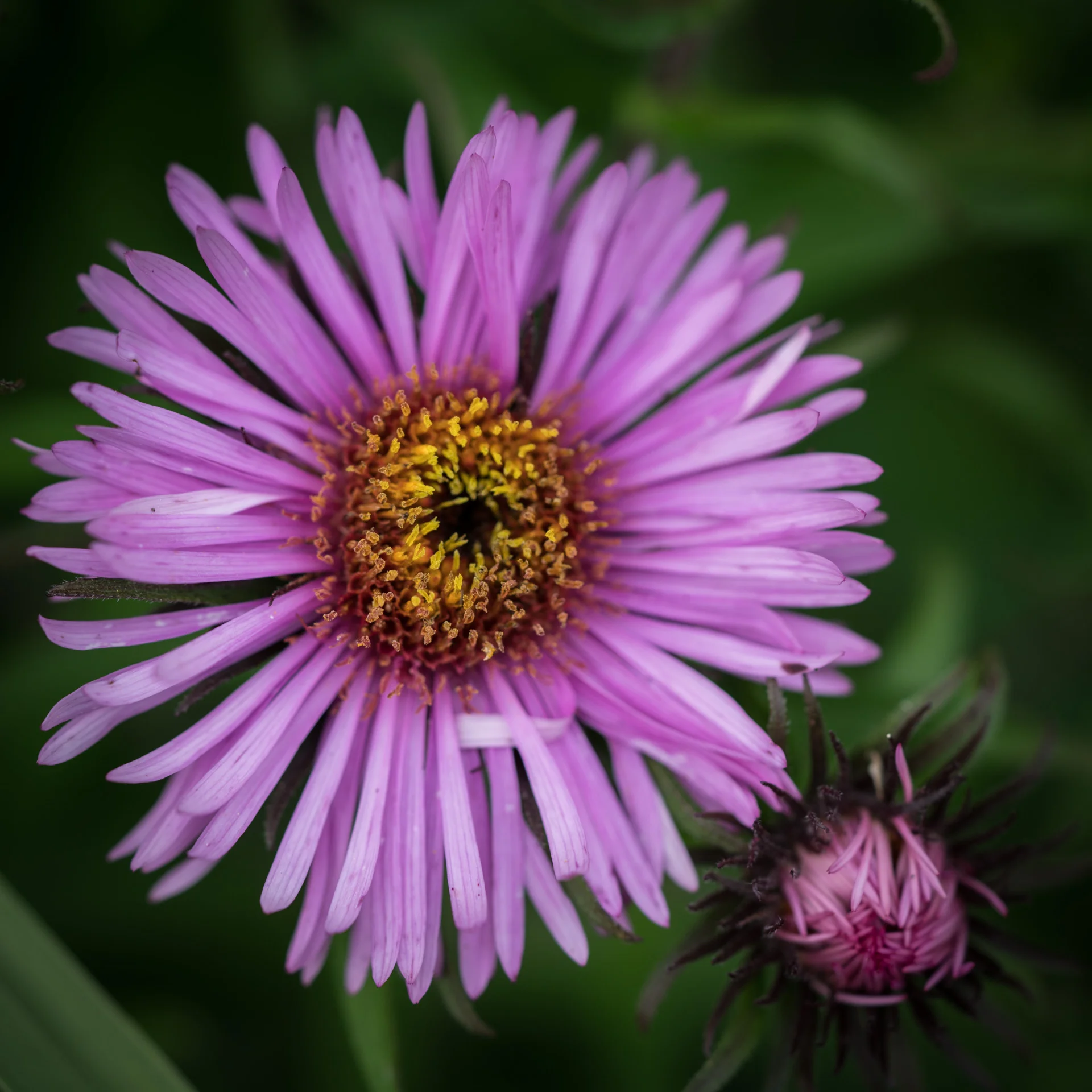 ASTER
