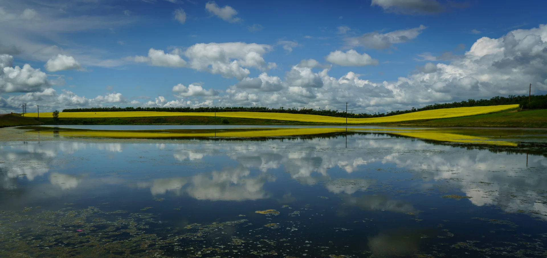 Canola Reflections
