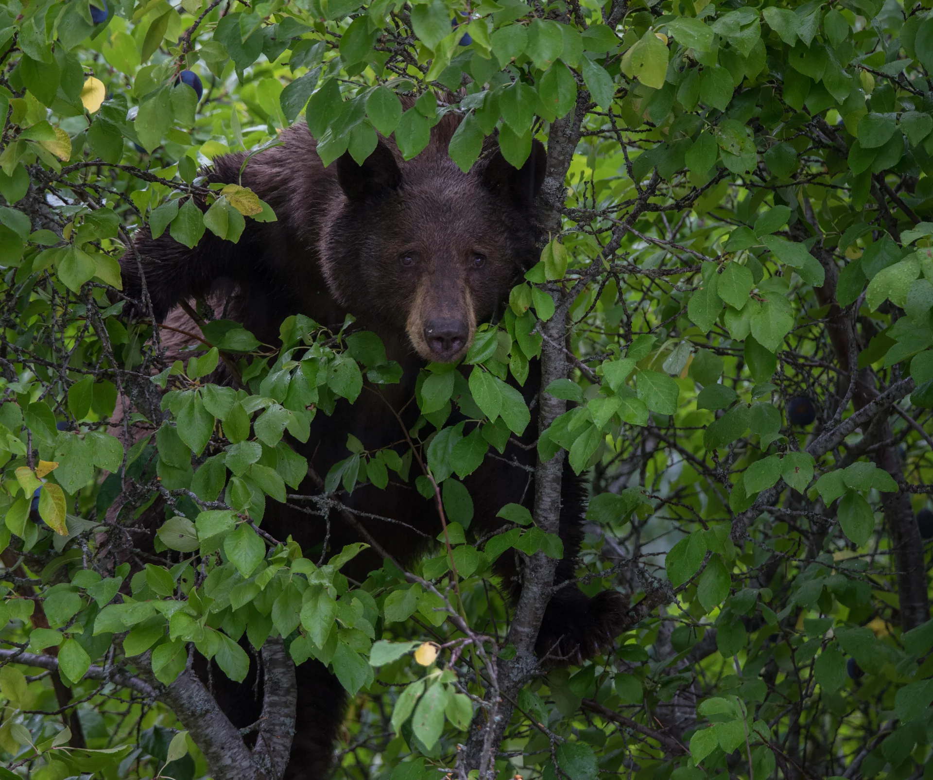Bear Feeding in Plum Tree