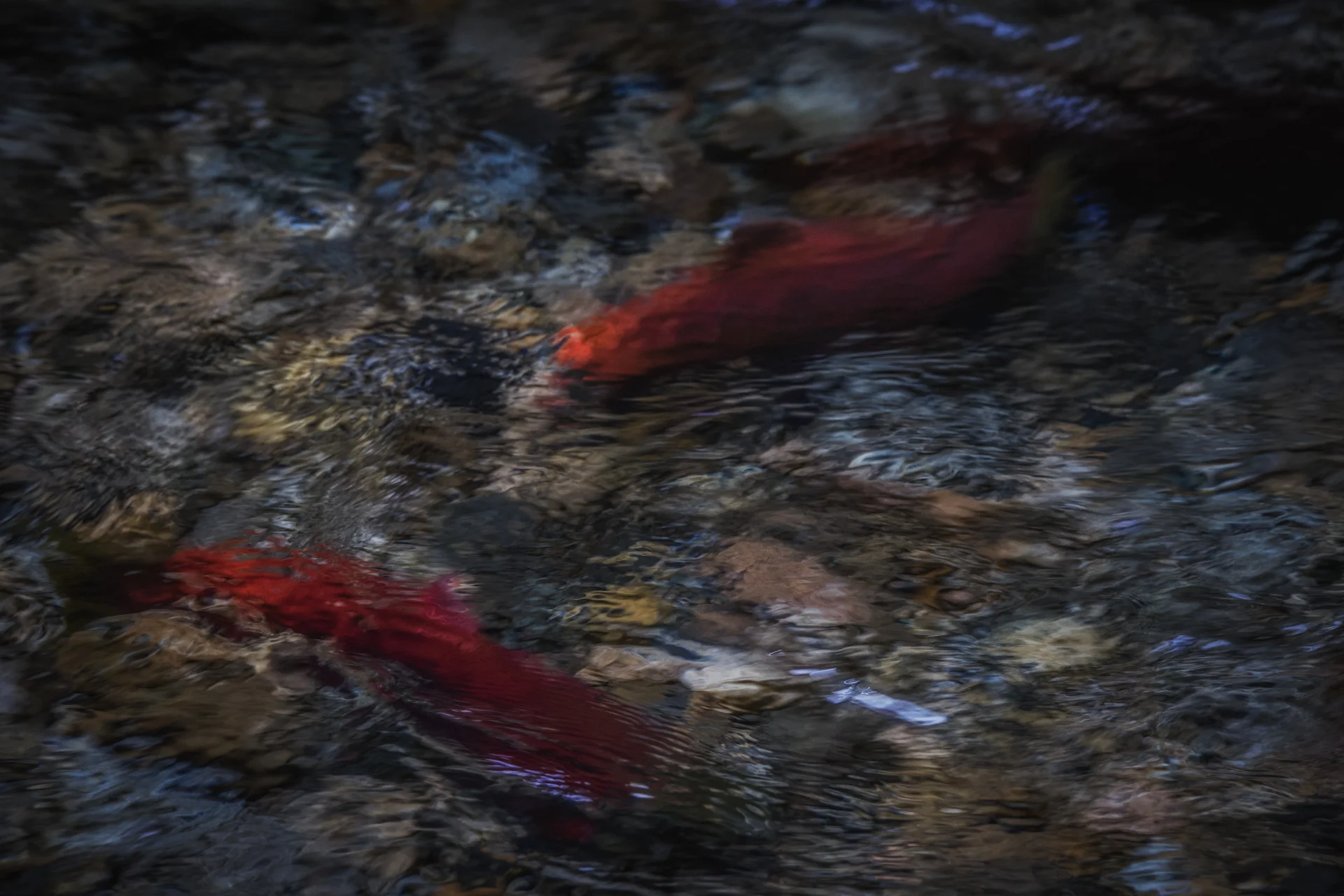 Kokanee Spawning - Redfish Park