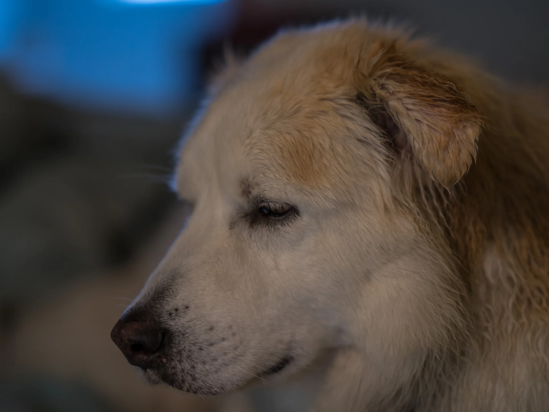 My Doggy