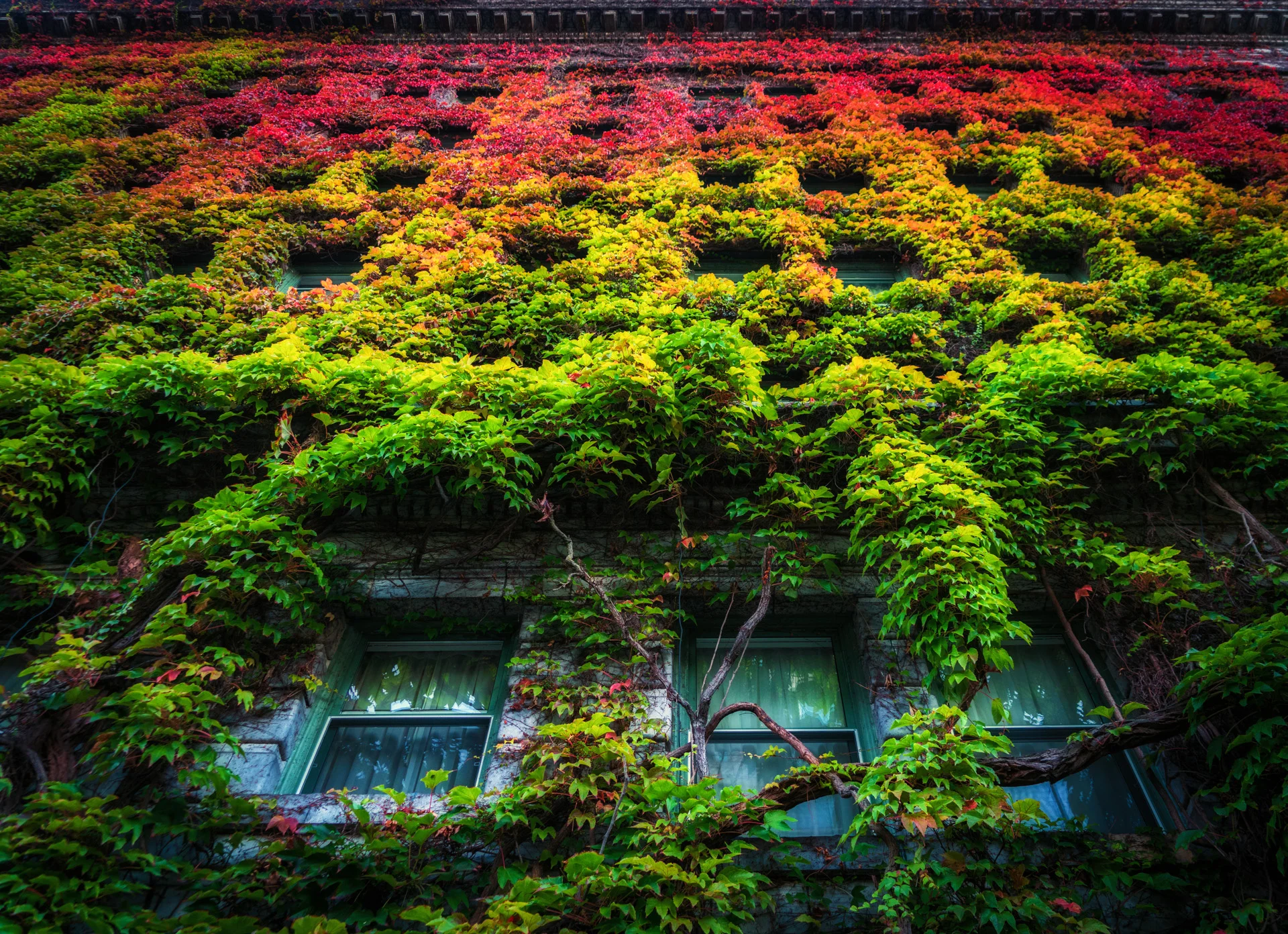 Sylvia Hotel Ivy - Vancouver