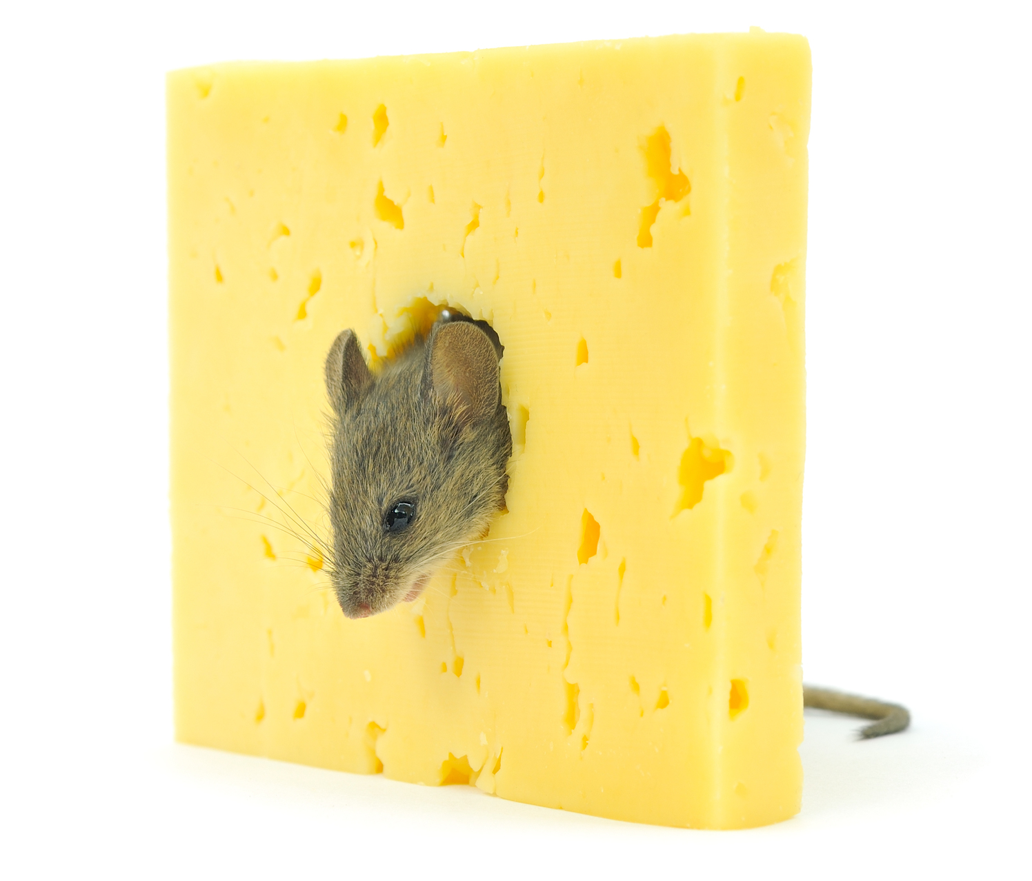 shutterstock_90248386.jpg