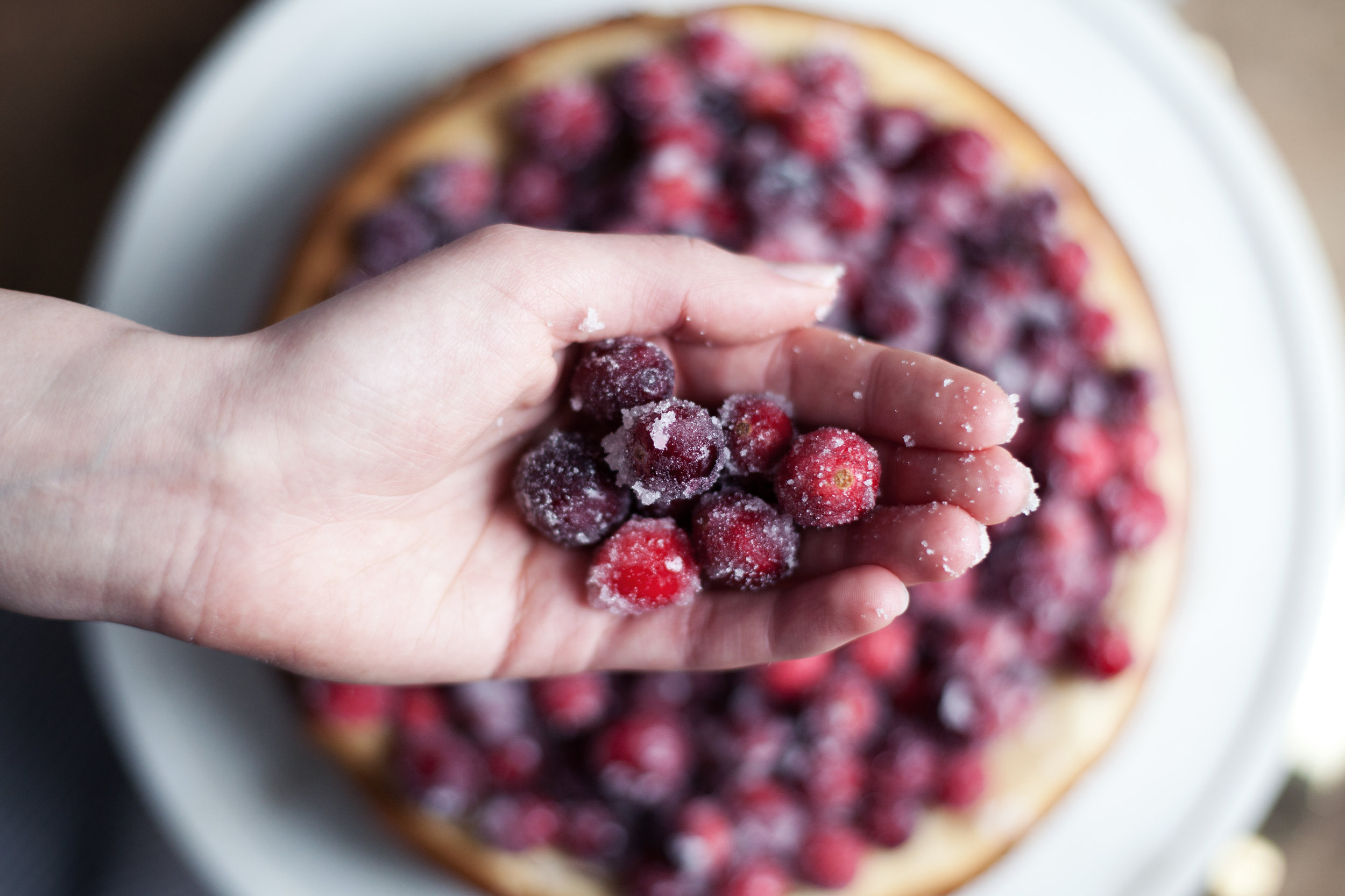 sugared cranberry cheesecake viiii.jpg