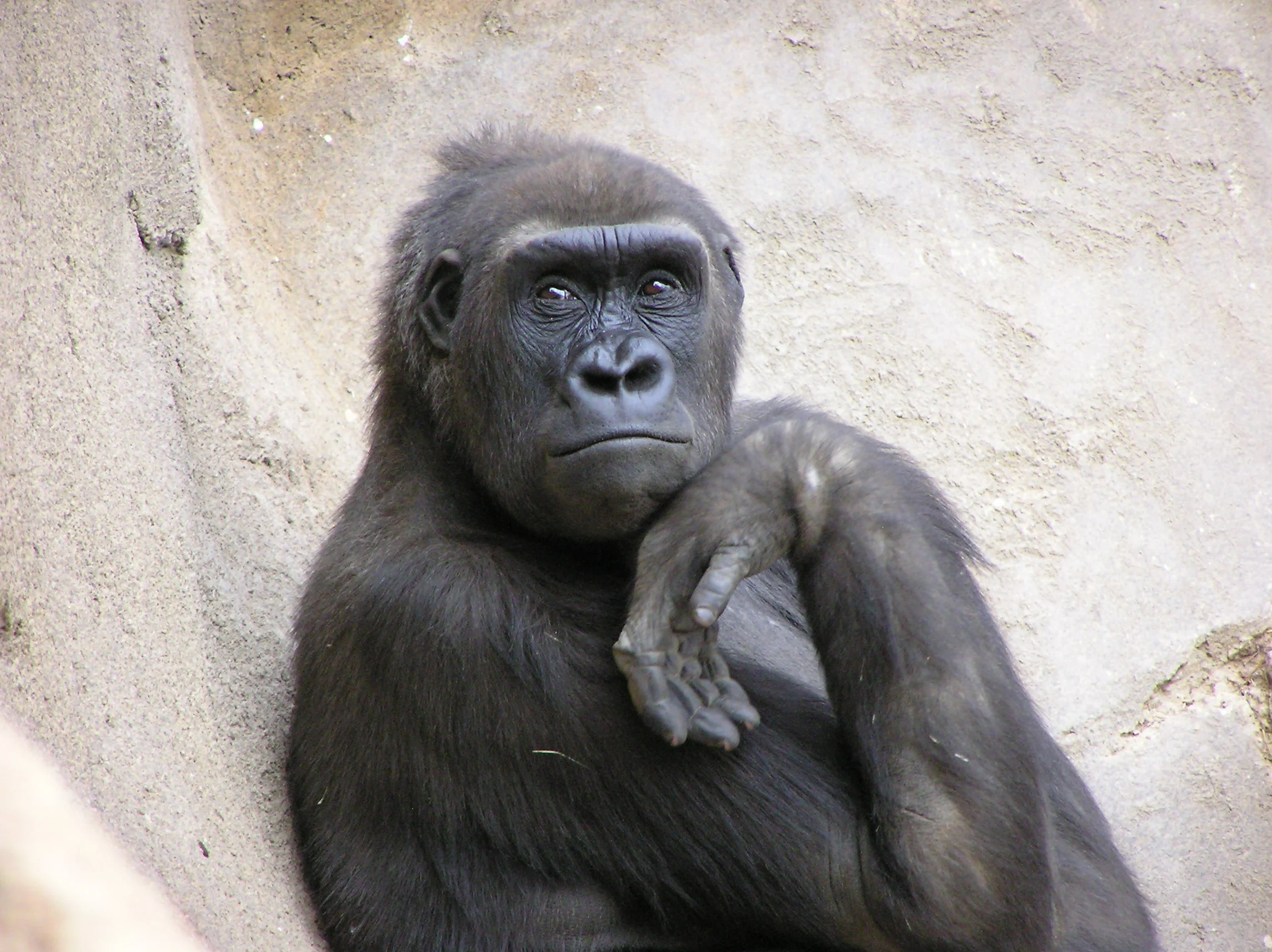 Thinking Ape.jpg