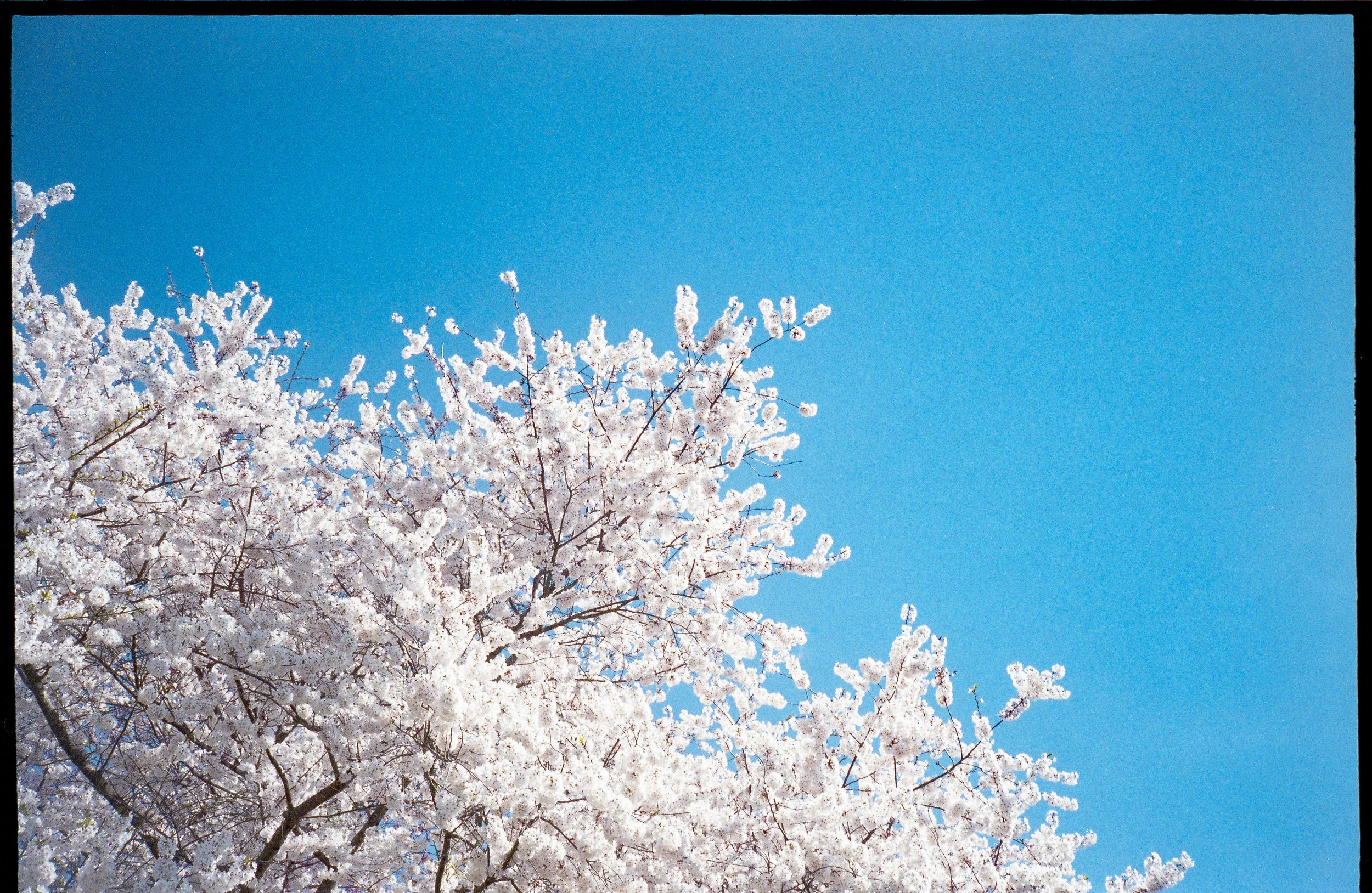 fuji-800-30.jpg