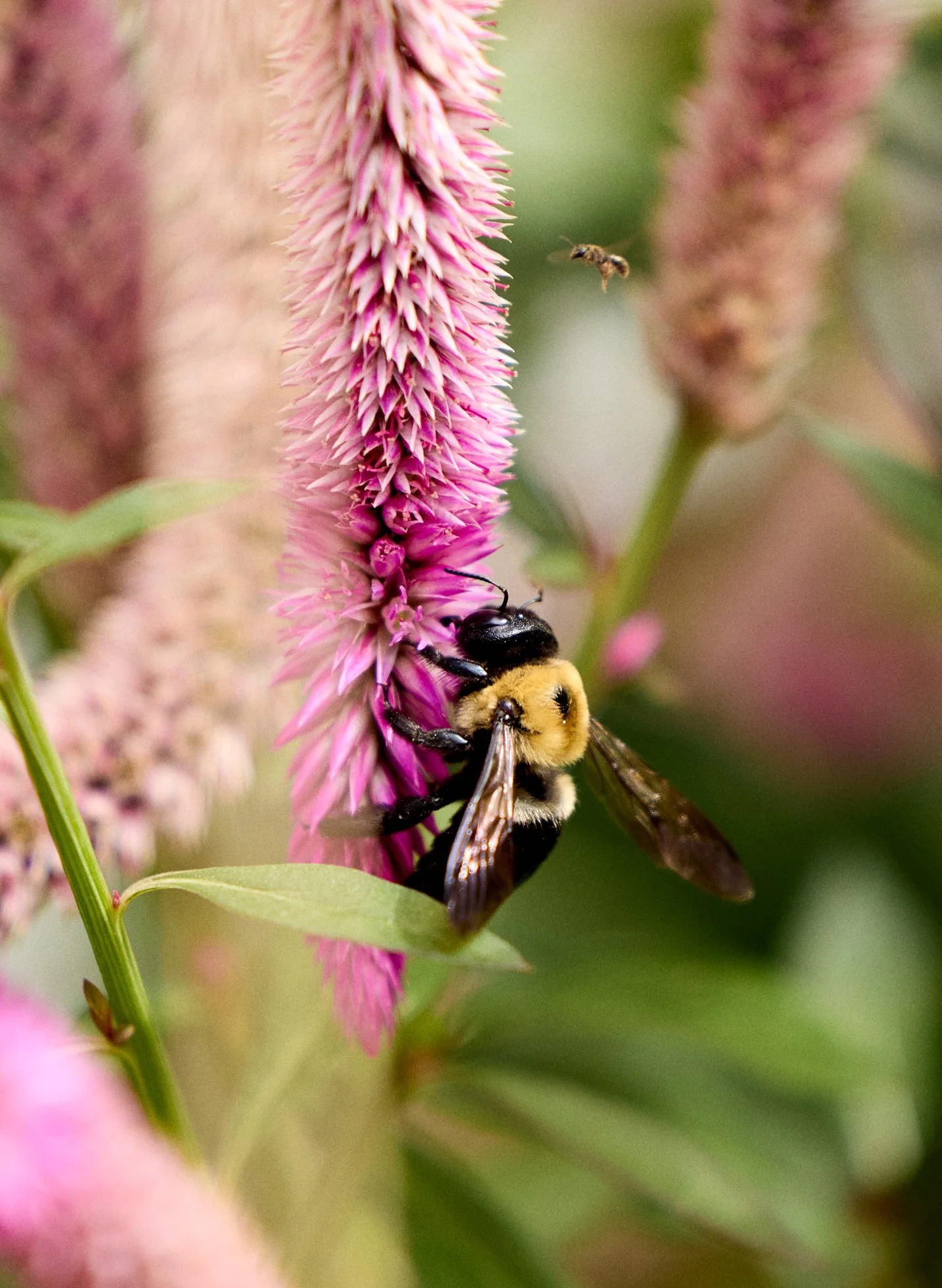 240816_BUMBLEBEES_FLOWERS_NASHVILLE_Quirk_000116 1_WEB.jpg