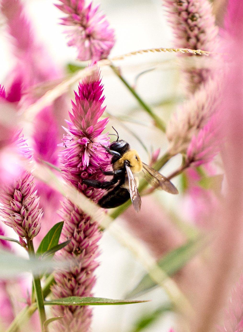 240816_BUMBLEBEES_FLOWERS_NASHVILLE_Quirk_000052 1_WEB.jpg