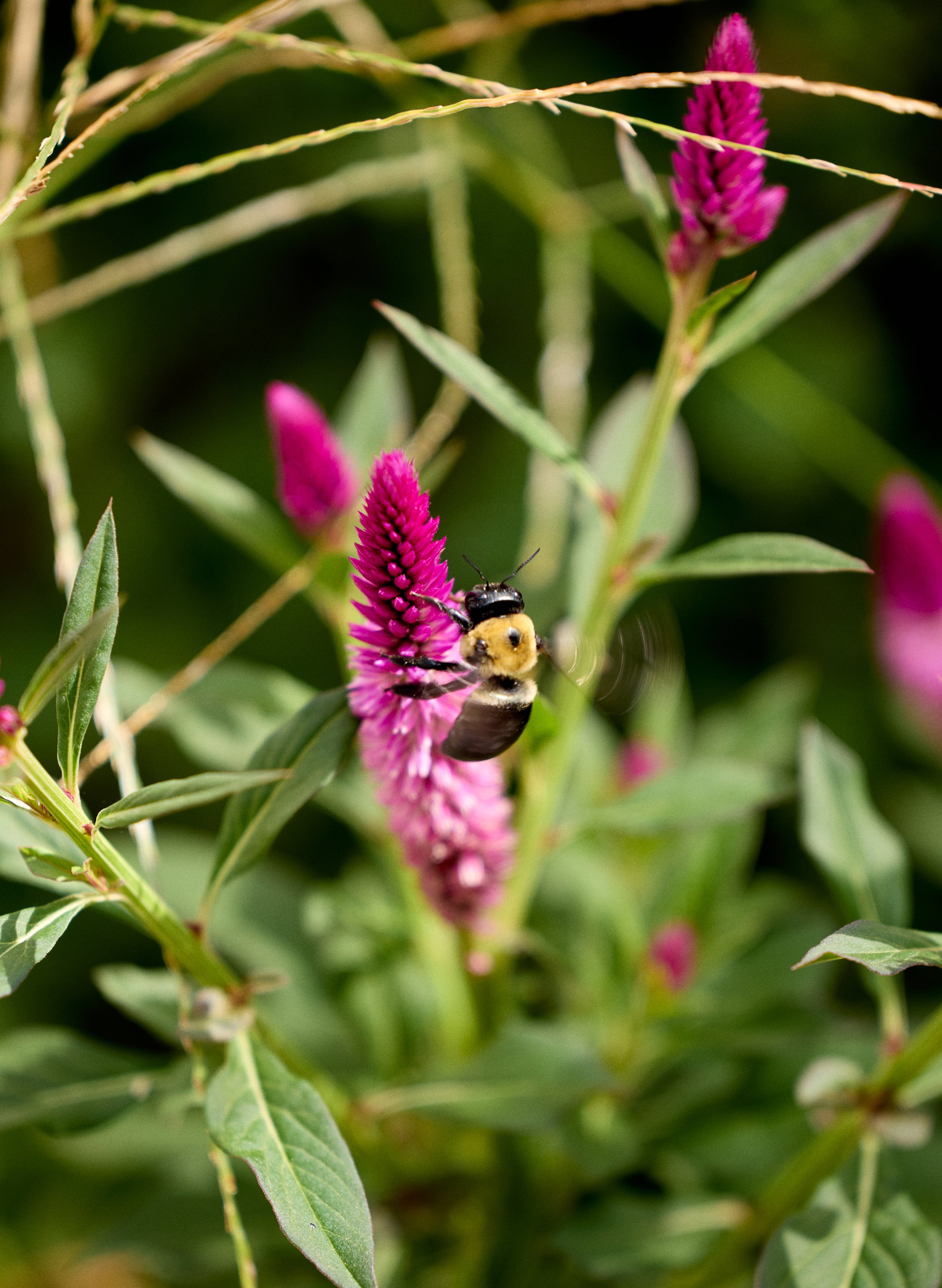 240816_BUMBLEBEES_FLOWERS_NASHVILLE_Quirk_000030_WEB.jpg