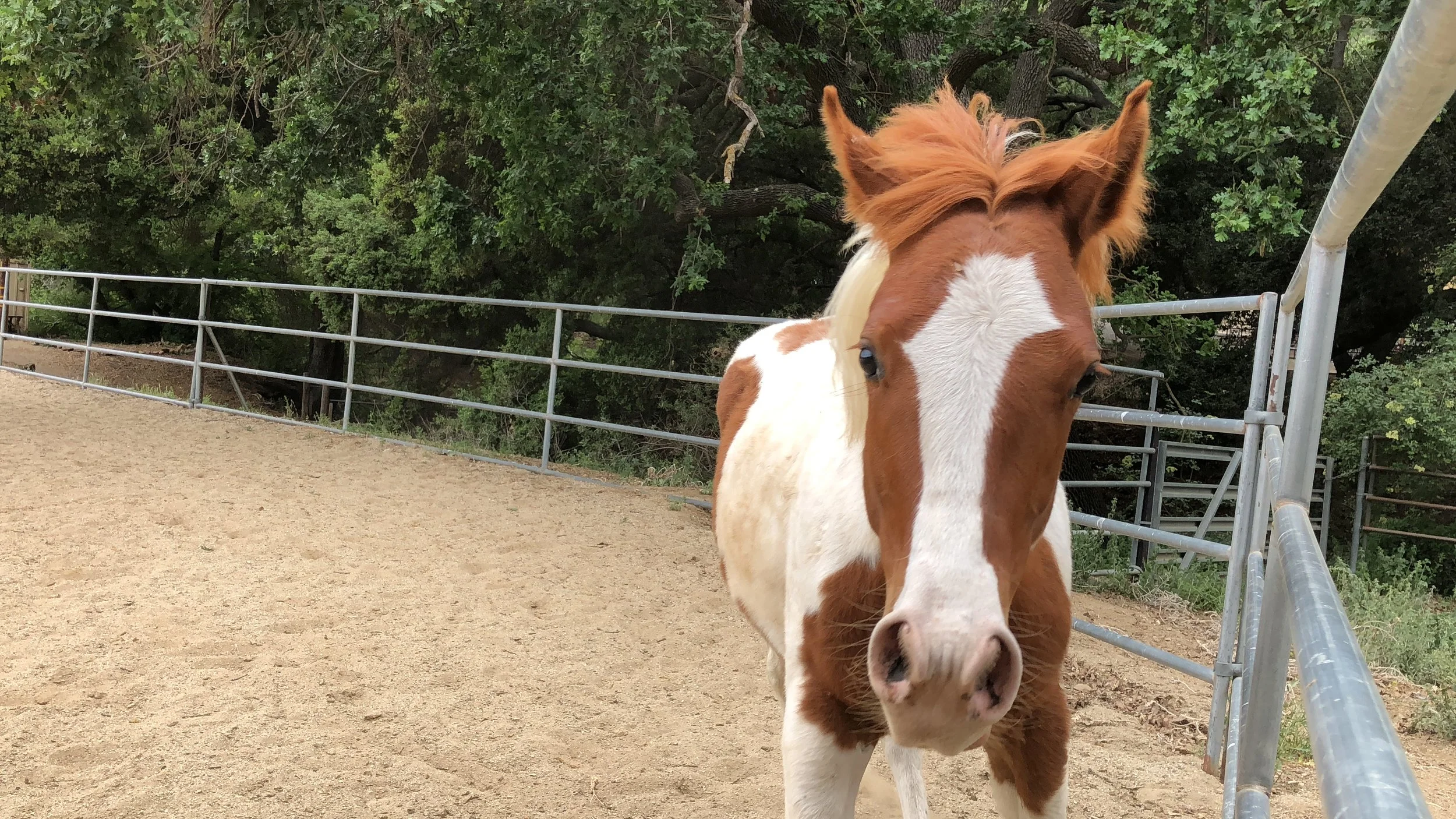 MEET THE HORSES — The Healing Equine Ranch