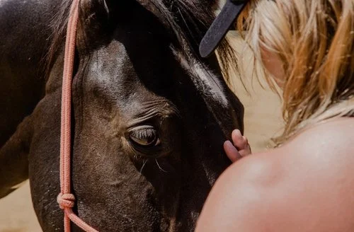Horse Mornings Level 1 