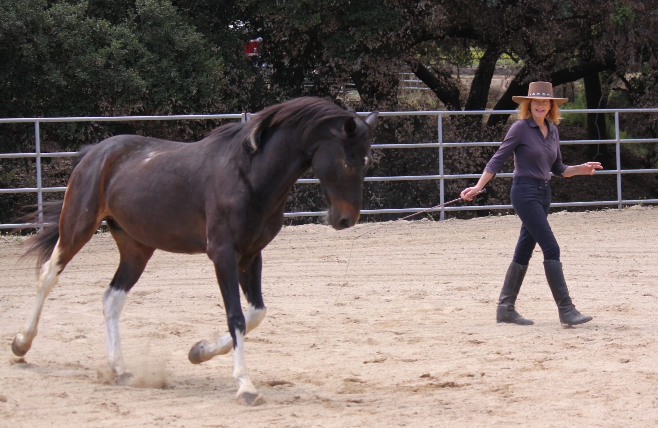 Horse Connections-Freedom