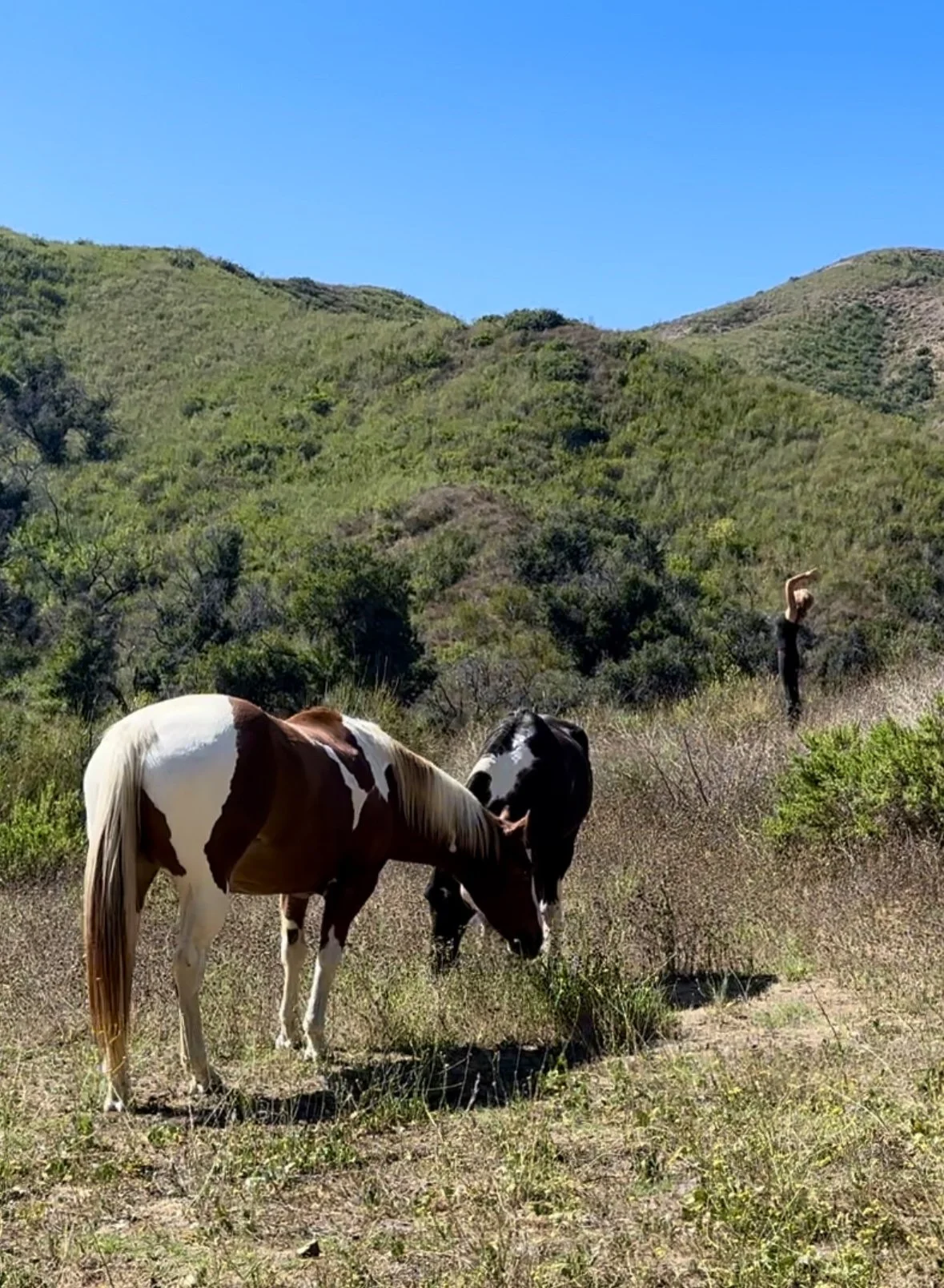 Horses and  Yoga