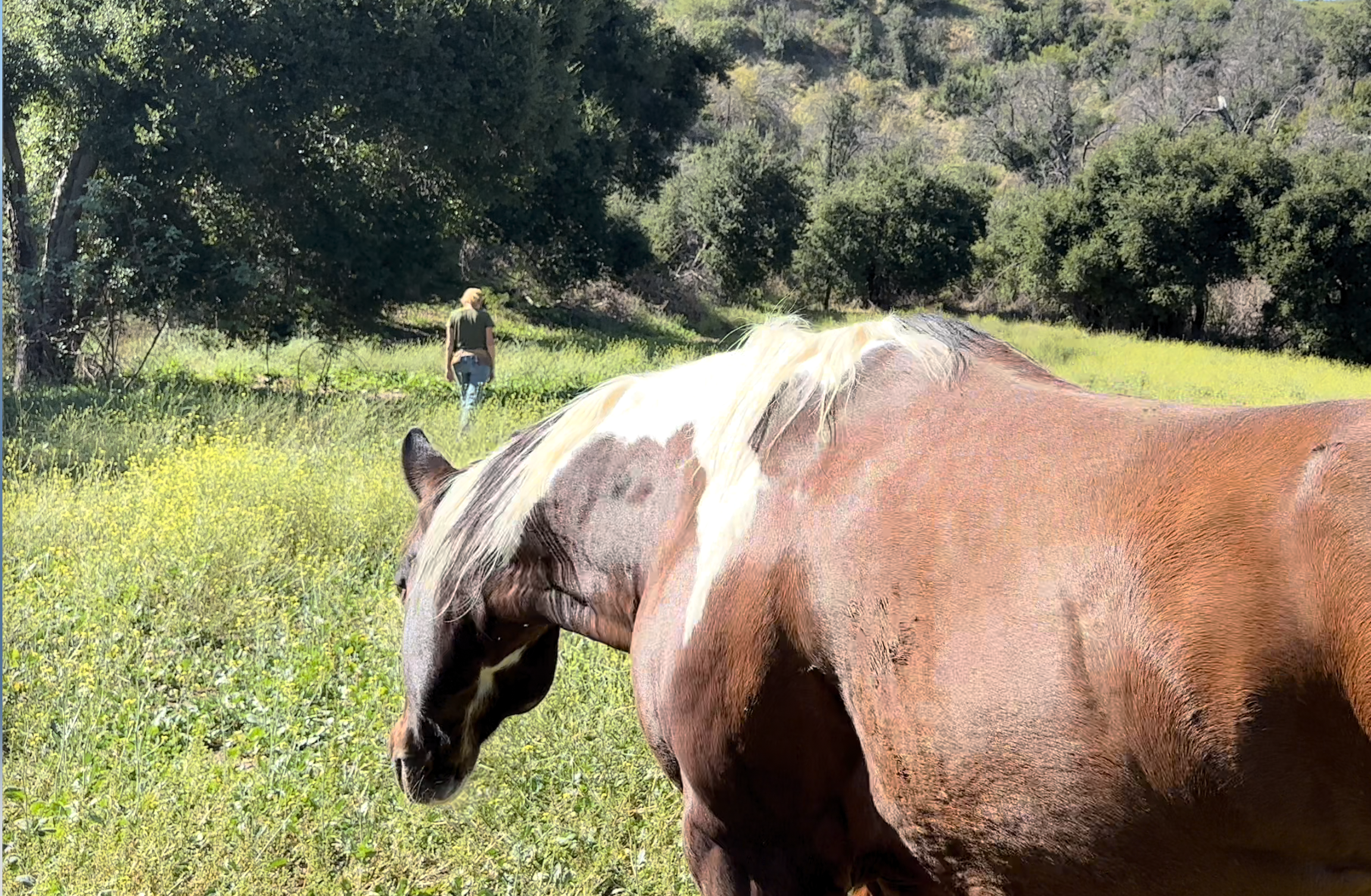 Horse Connections-Freedom