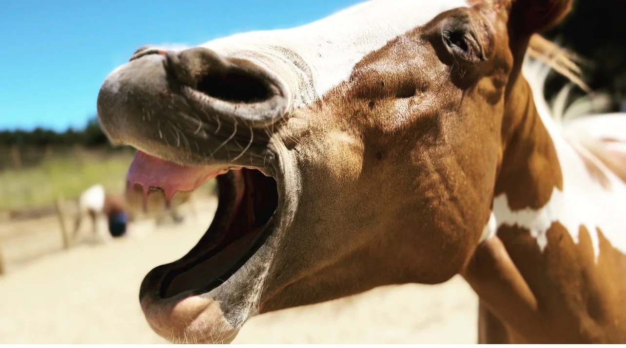 Horse Connections-Breath