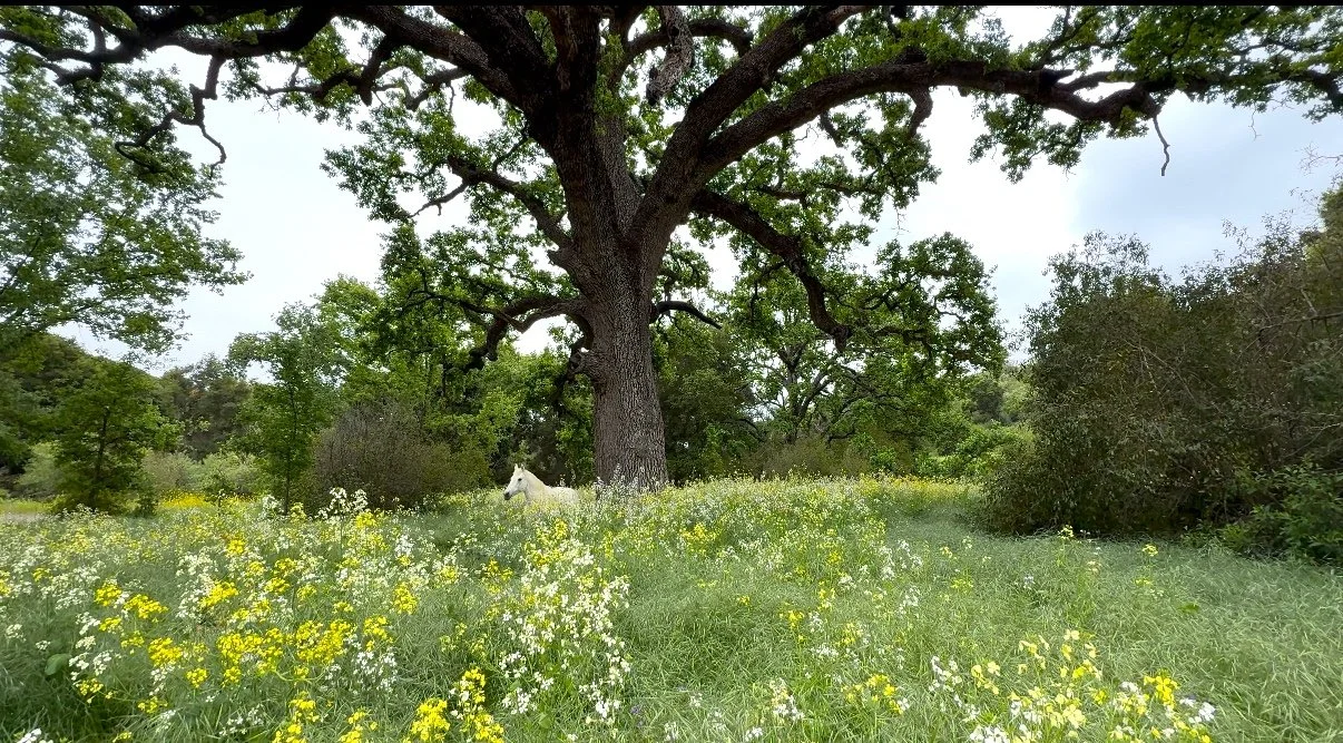 ✨ Rest &amp; Reconnection, a sound bath and equine experience 