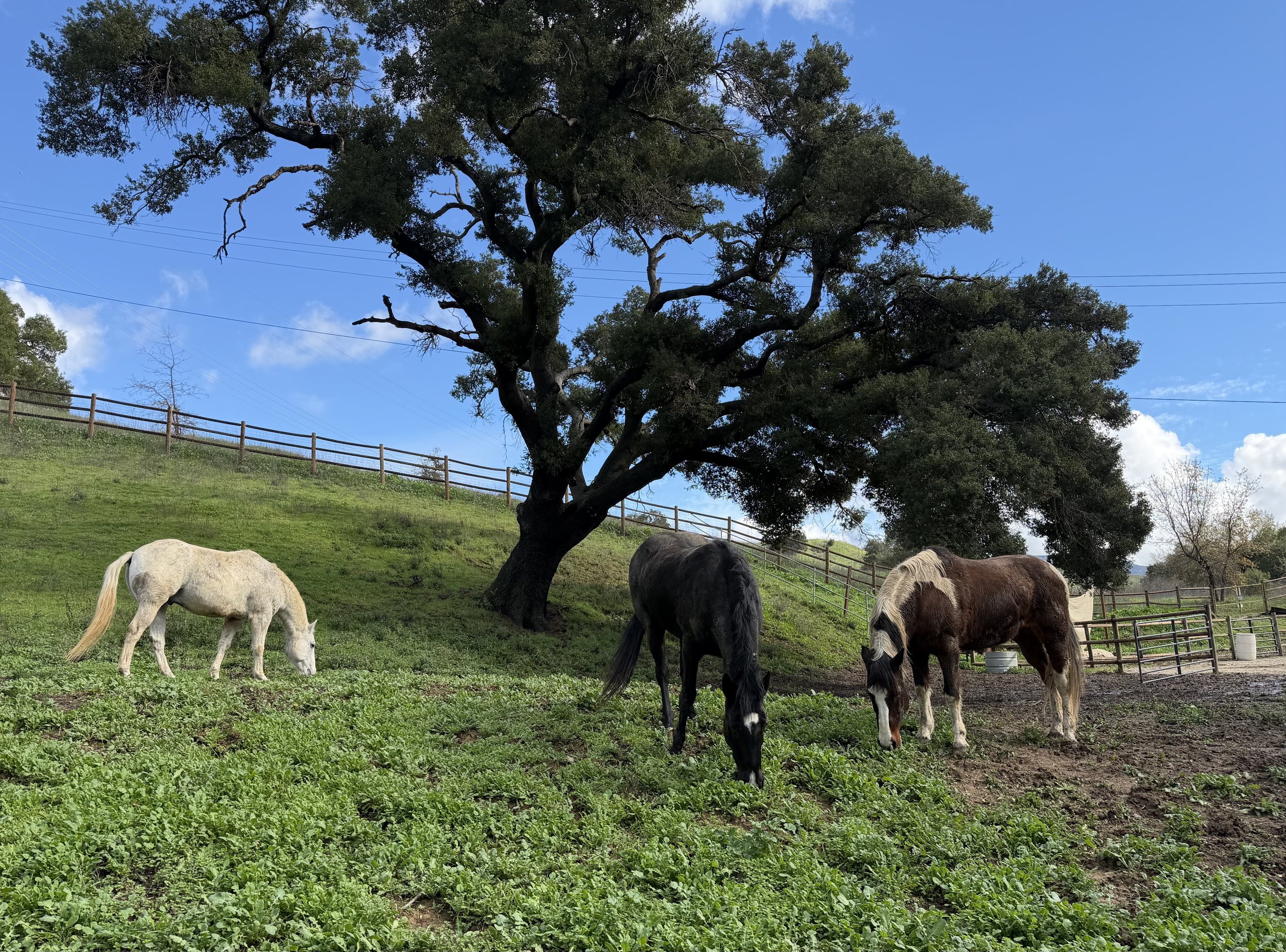 🌿 Horse Mornings, A Natural Equine Interactive Growth &amp; Learning Experience