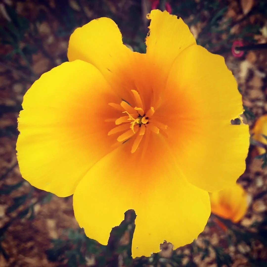 ✨ Rest &amp; Reconnection, a sound bath and equine experience