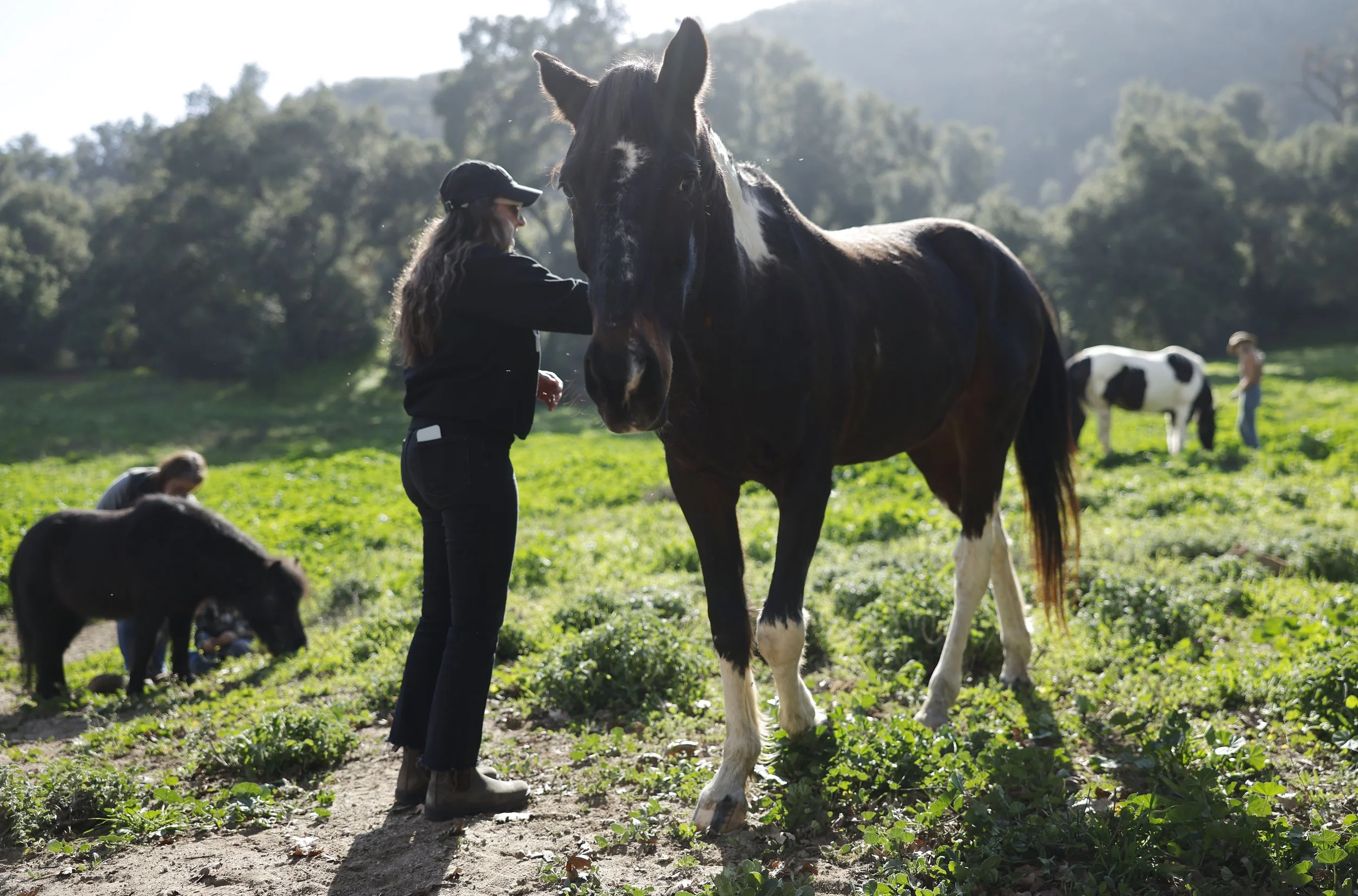 🌿 Natural Equine Interactive Growth and Healing®