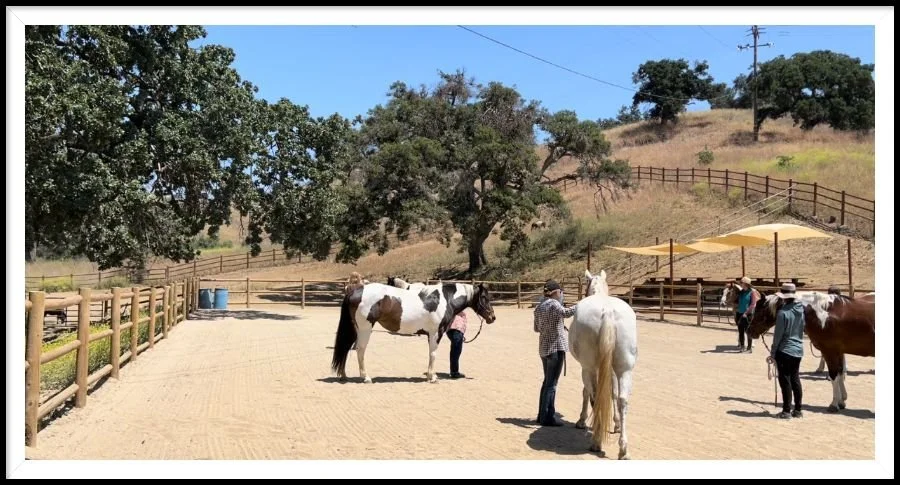 🐴 Horses, Humans &amp; the Neurobiology of Presence