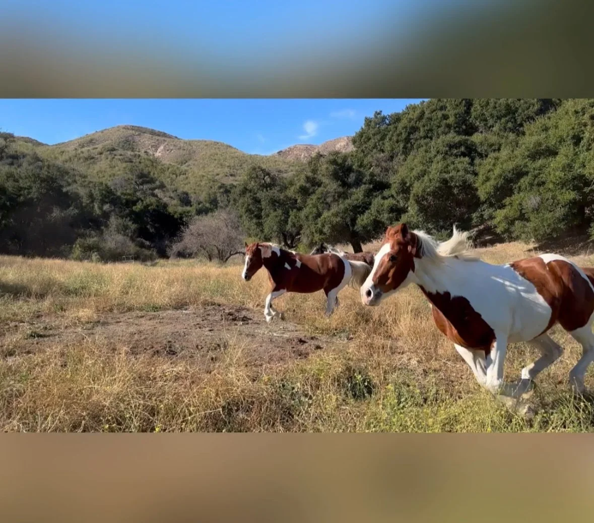 🐴 Moving with the Herd