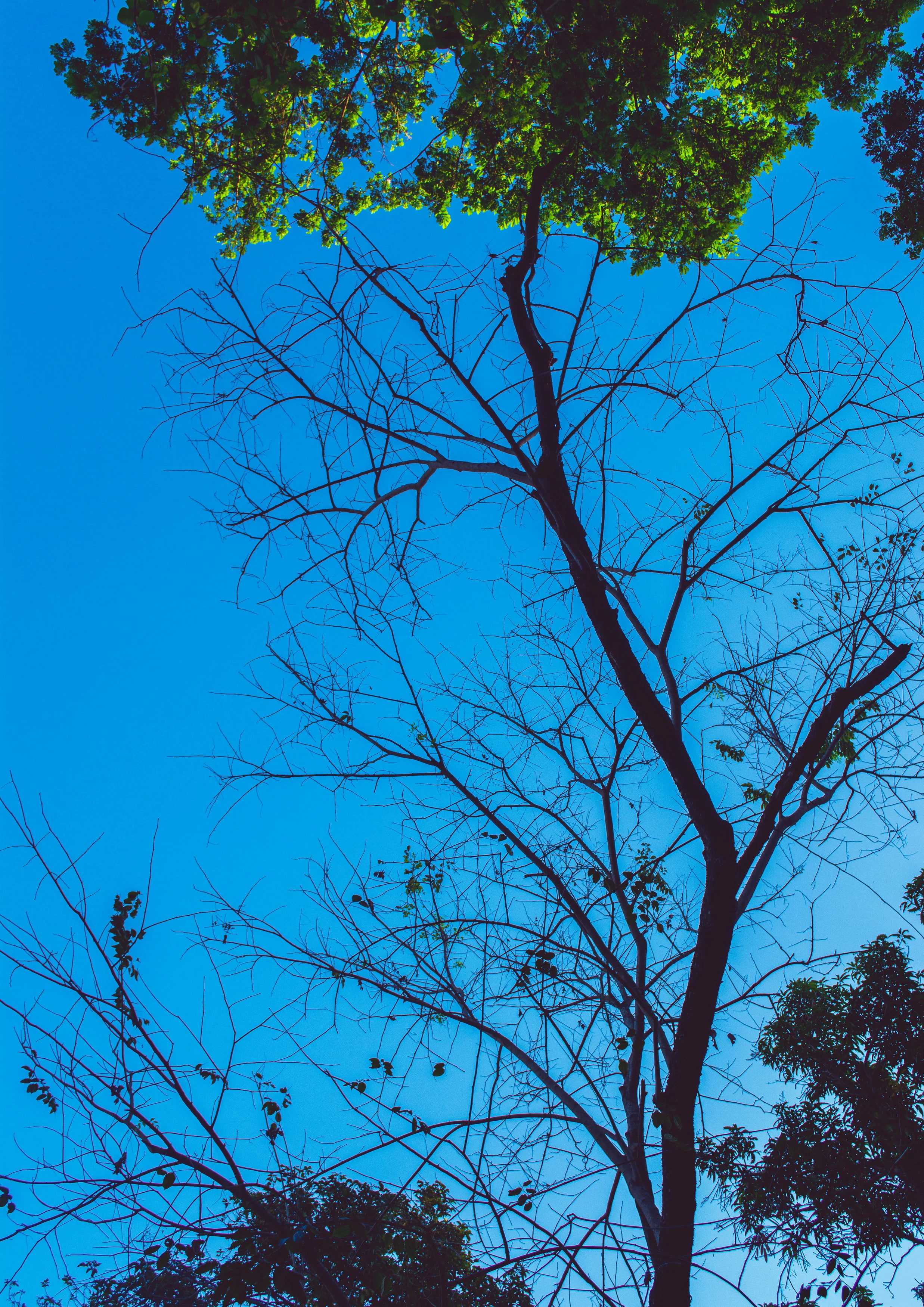 "Roots and Blue Sky"