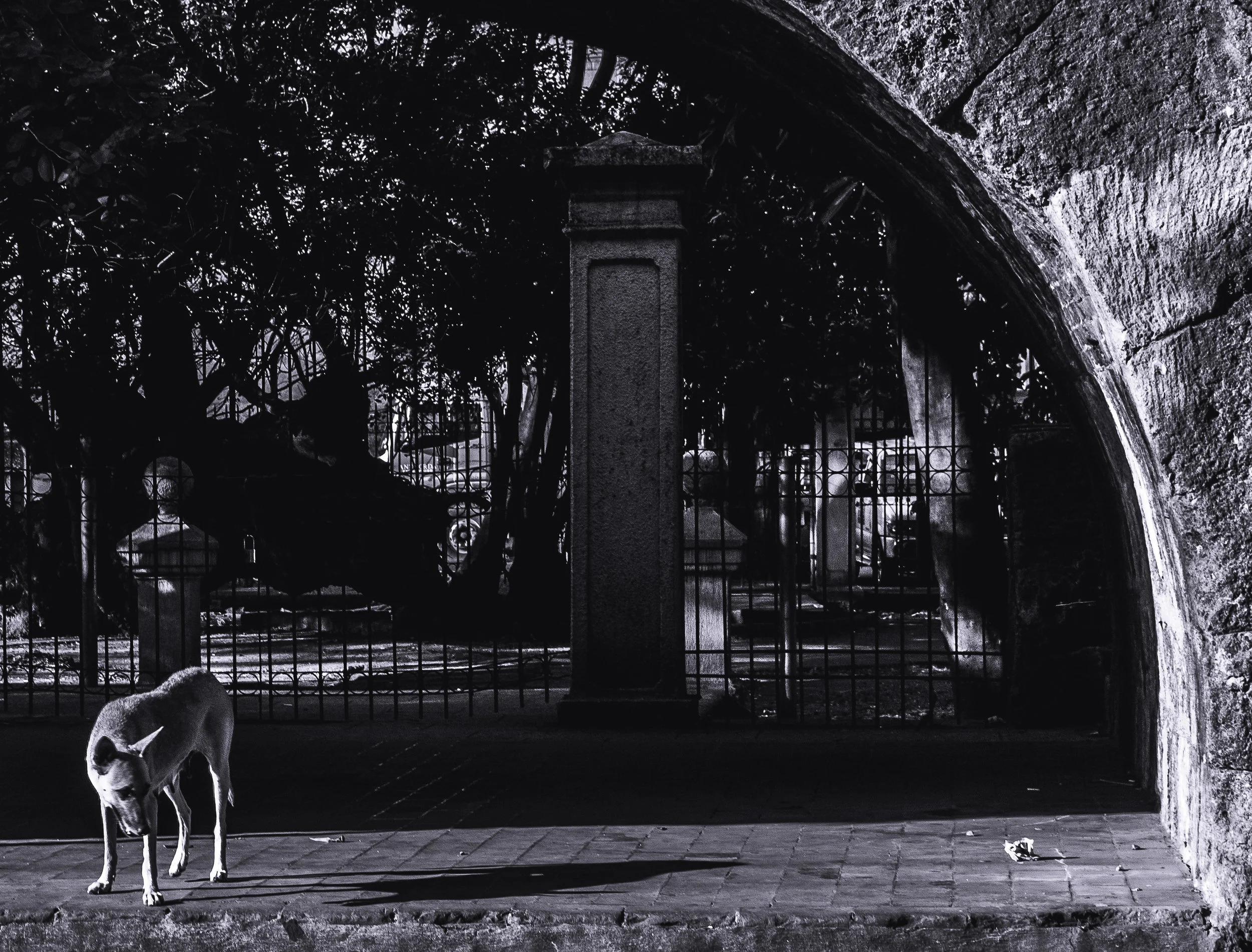 "A stray dog inside Intramuros. A famous historical place in Manila."
