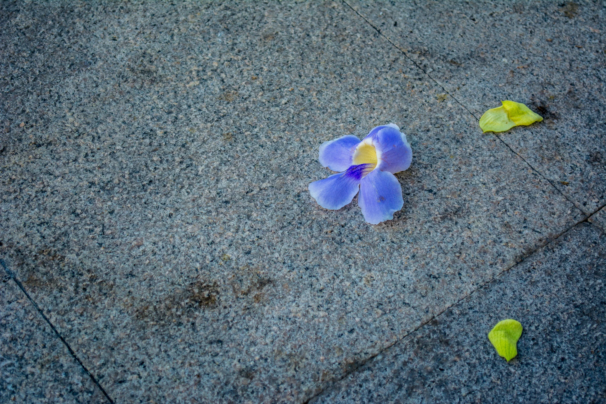 "Forever Blue"