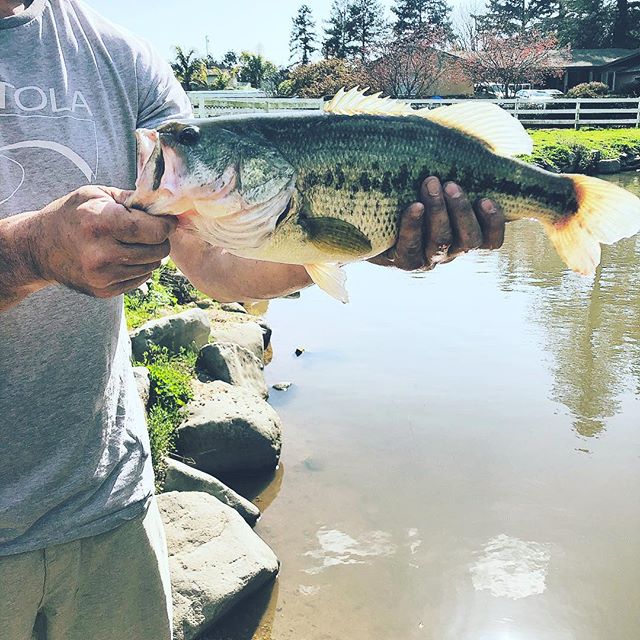 #locatelli @kimlocatelli The fish are biting at the Locatelli pond.
