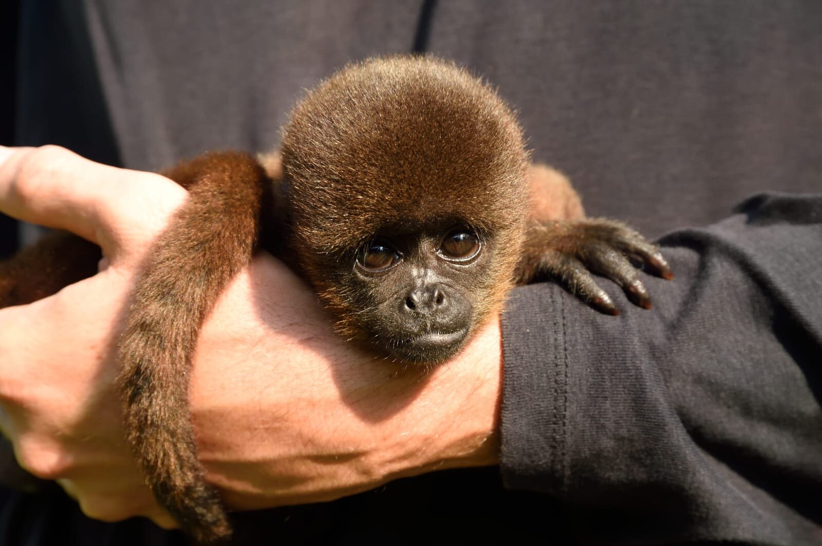 Five Tips To Protect Endangered Species by Justine Philippon: 