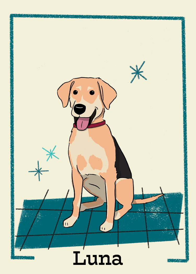 Pet Cards161.png
