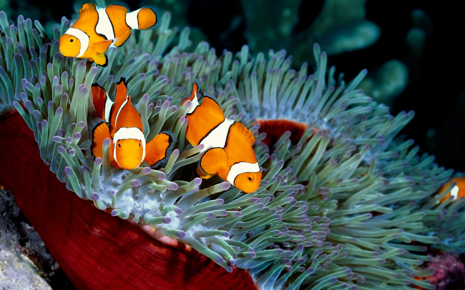 Fish-Under-Water-Images-3.jpg
