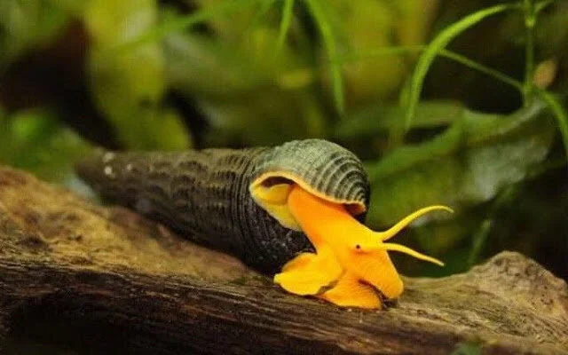 Yellow Rabbit Snail