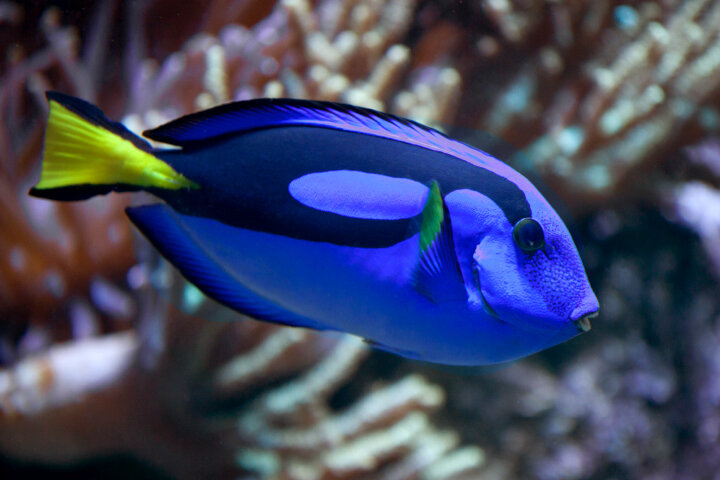 BlueTang_Dory.jpg