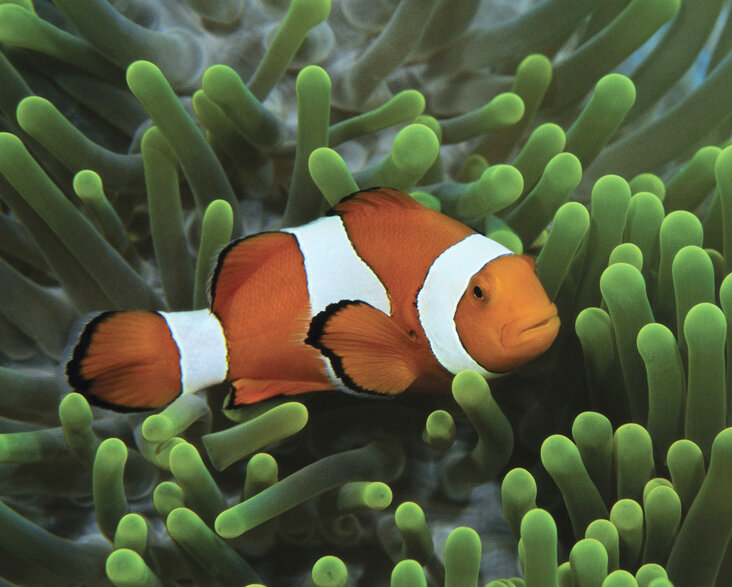Nemo_ClownFish.jpg