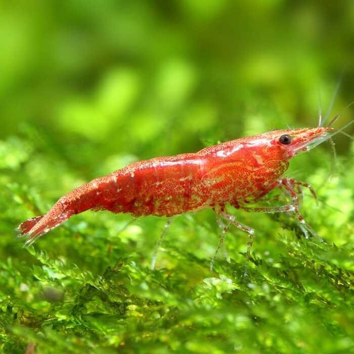 Shrimp_Cherry.jpg